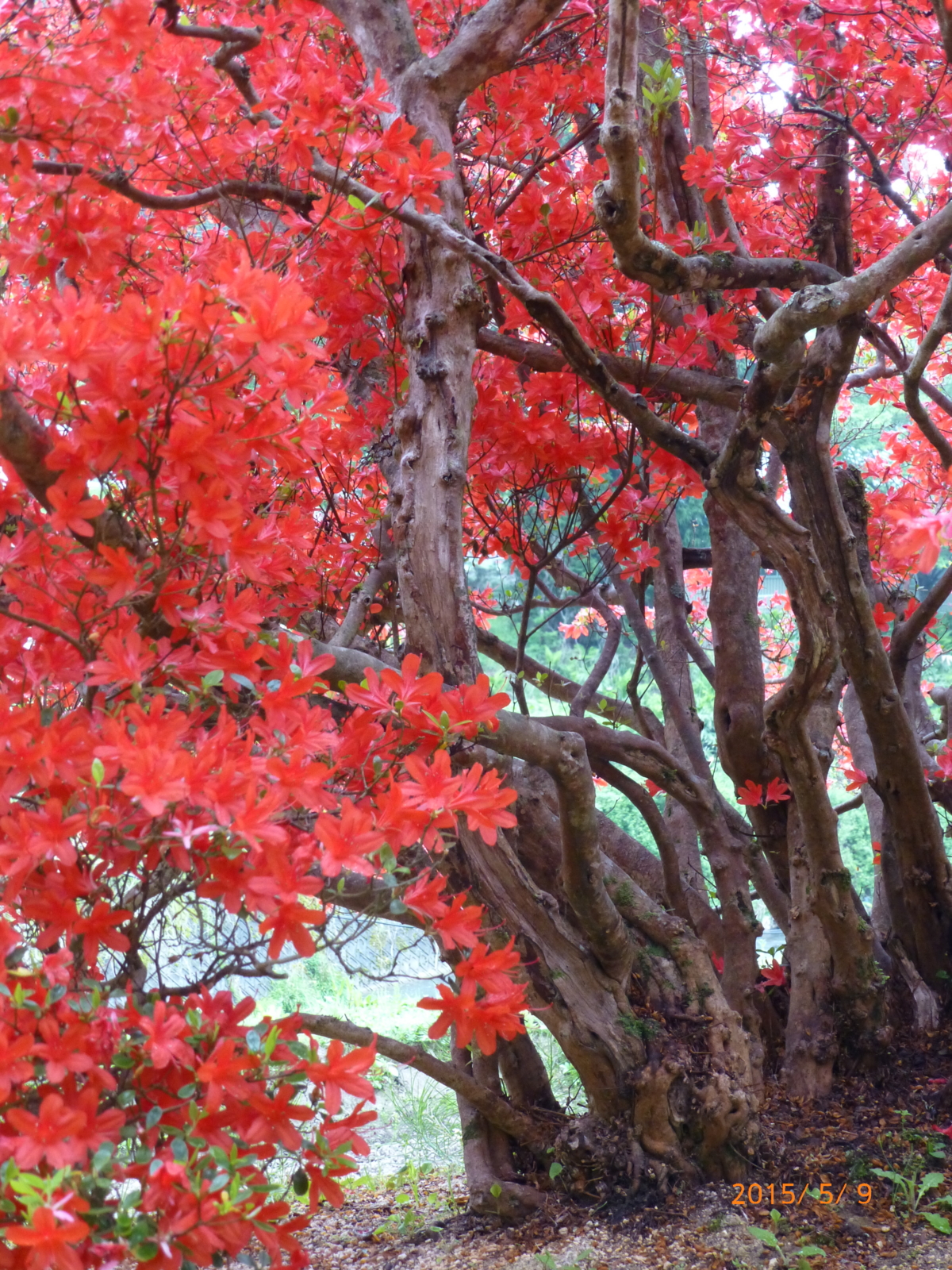 f:id:k10no3:20150509144449j:image:w279