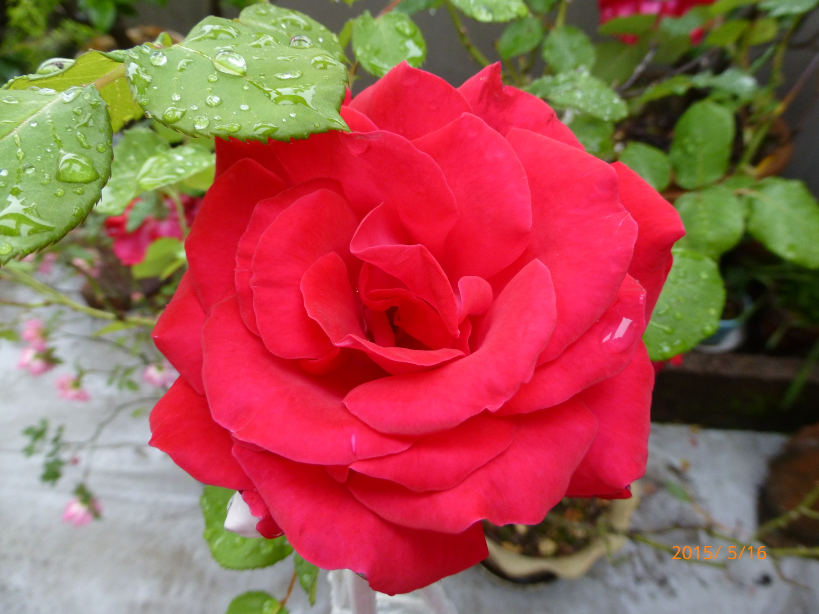 f:id:k10no3:20150516093900j:image:w279