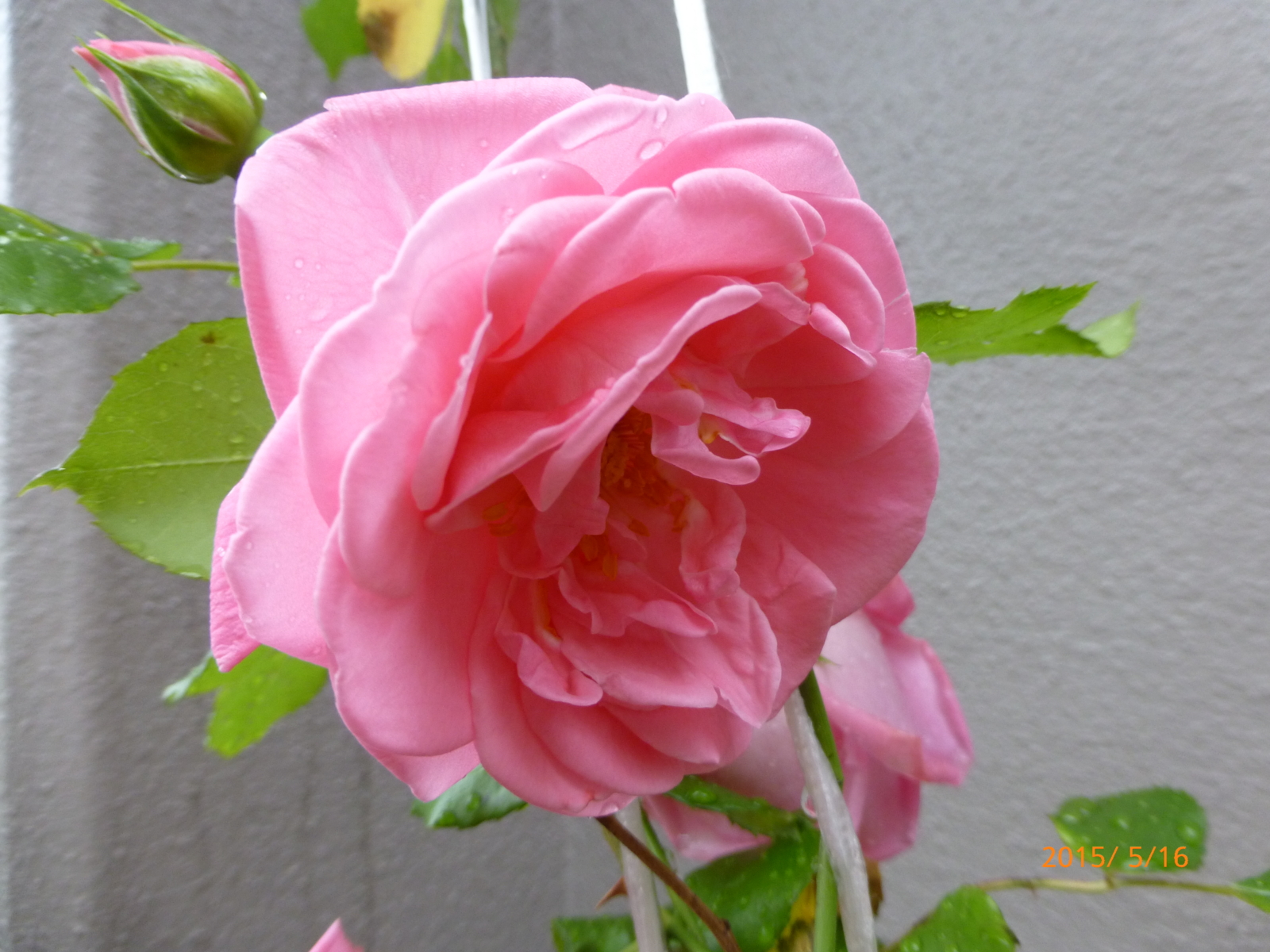 f:id:k10no3:20150516093944j:image:w560