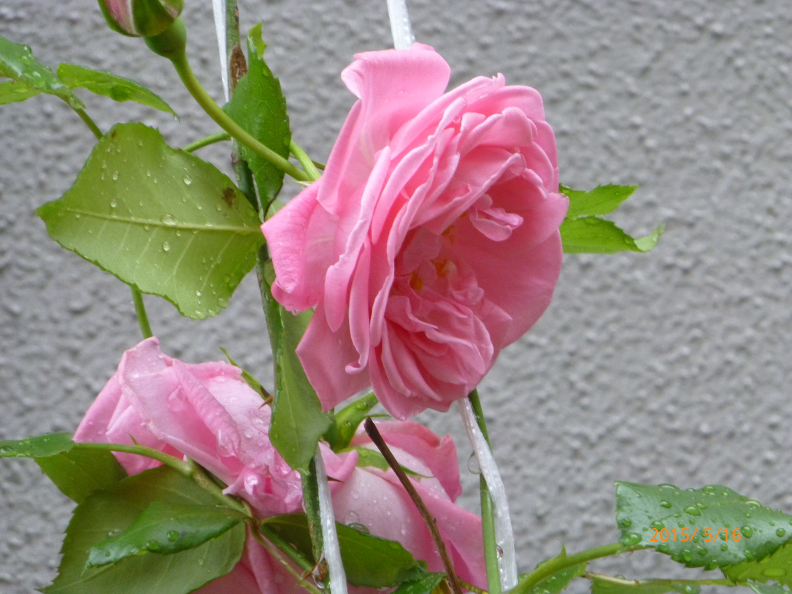 f:id:k10no3:20150516094219j:image:w279