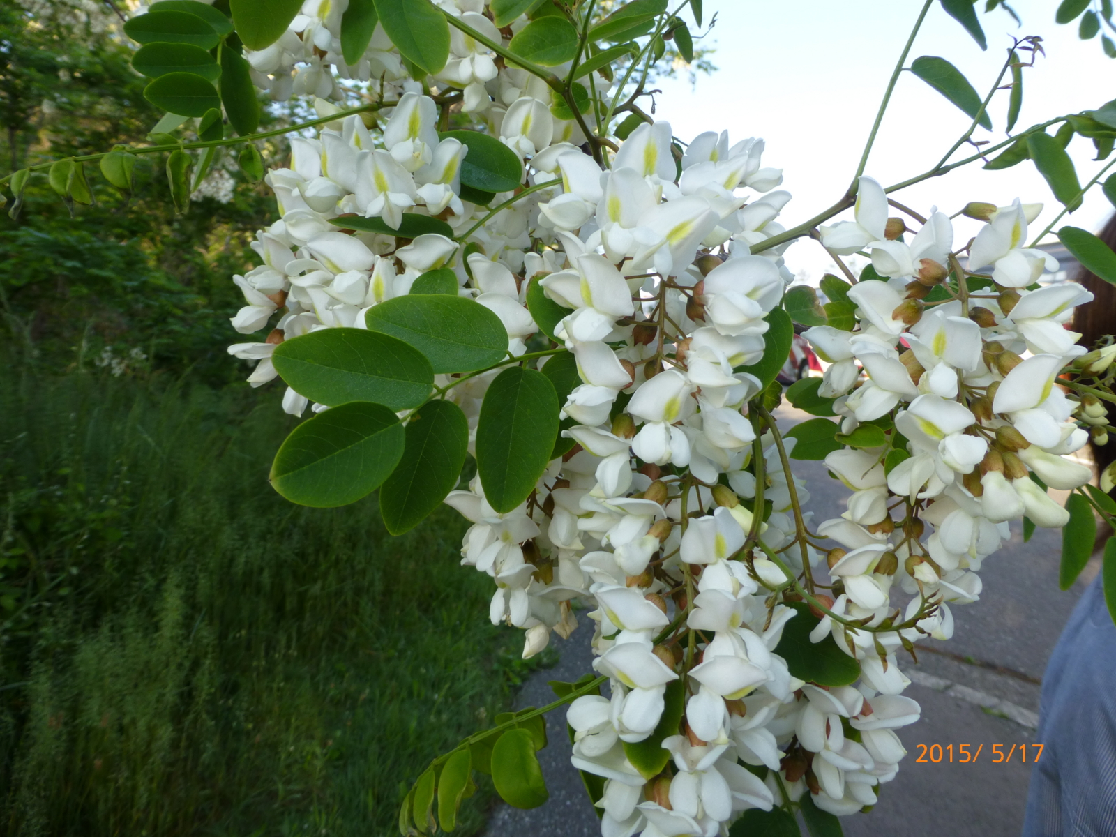 f:id:k10no3:20150517060903j:image:w279