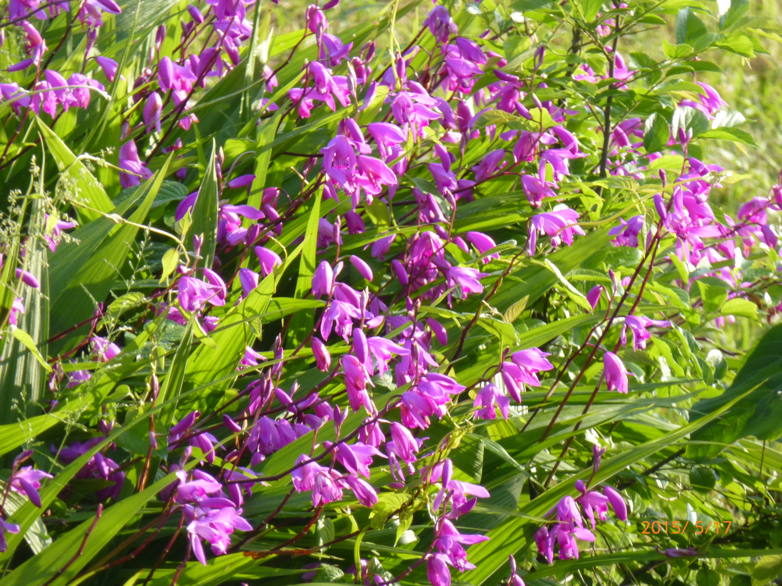 f:id:k10no3:20150517062814j:image:w279