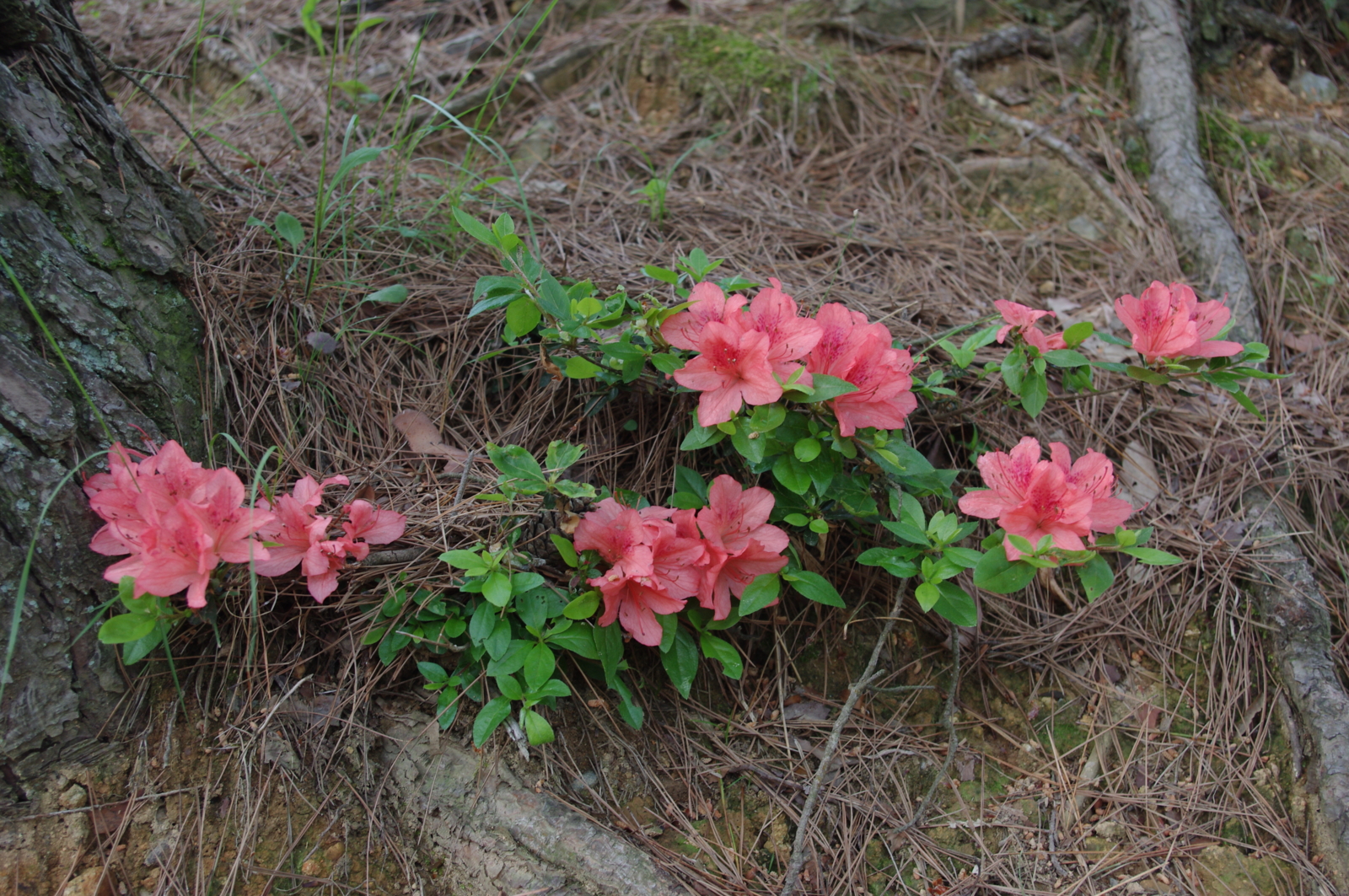 f:id:k10no3:20150517160220j:image:w560