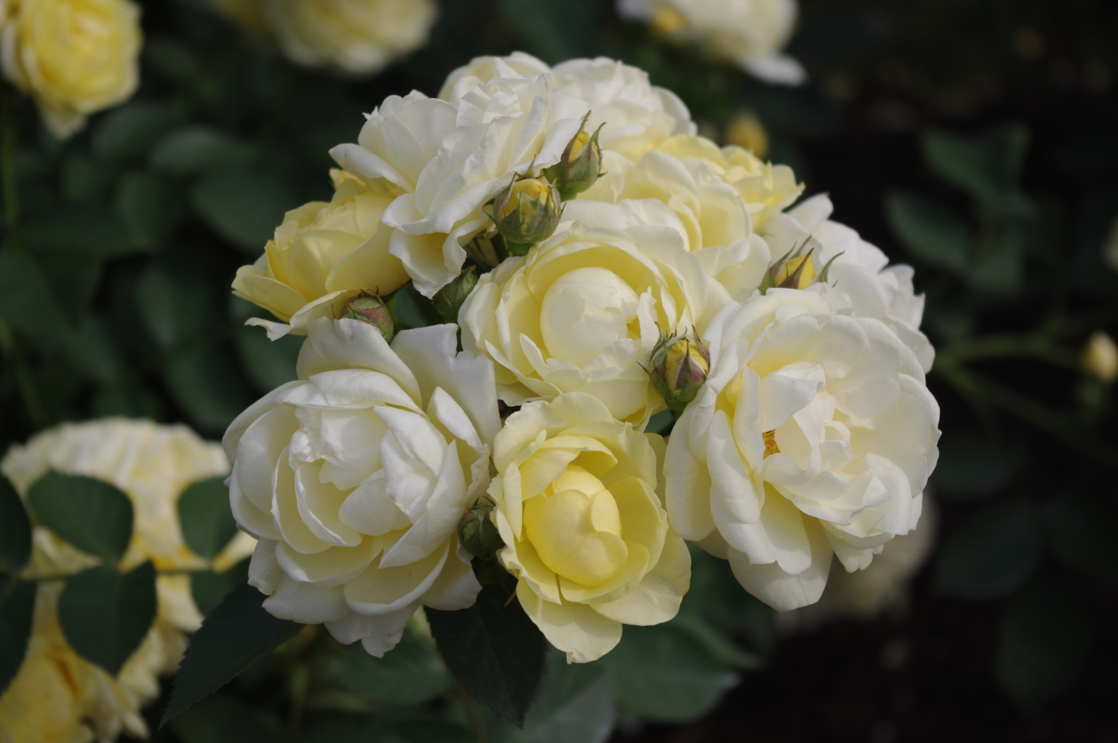 f:id:k10no3:20150523161721j:image:w560