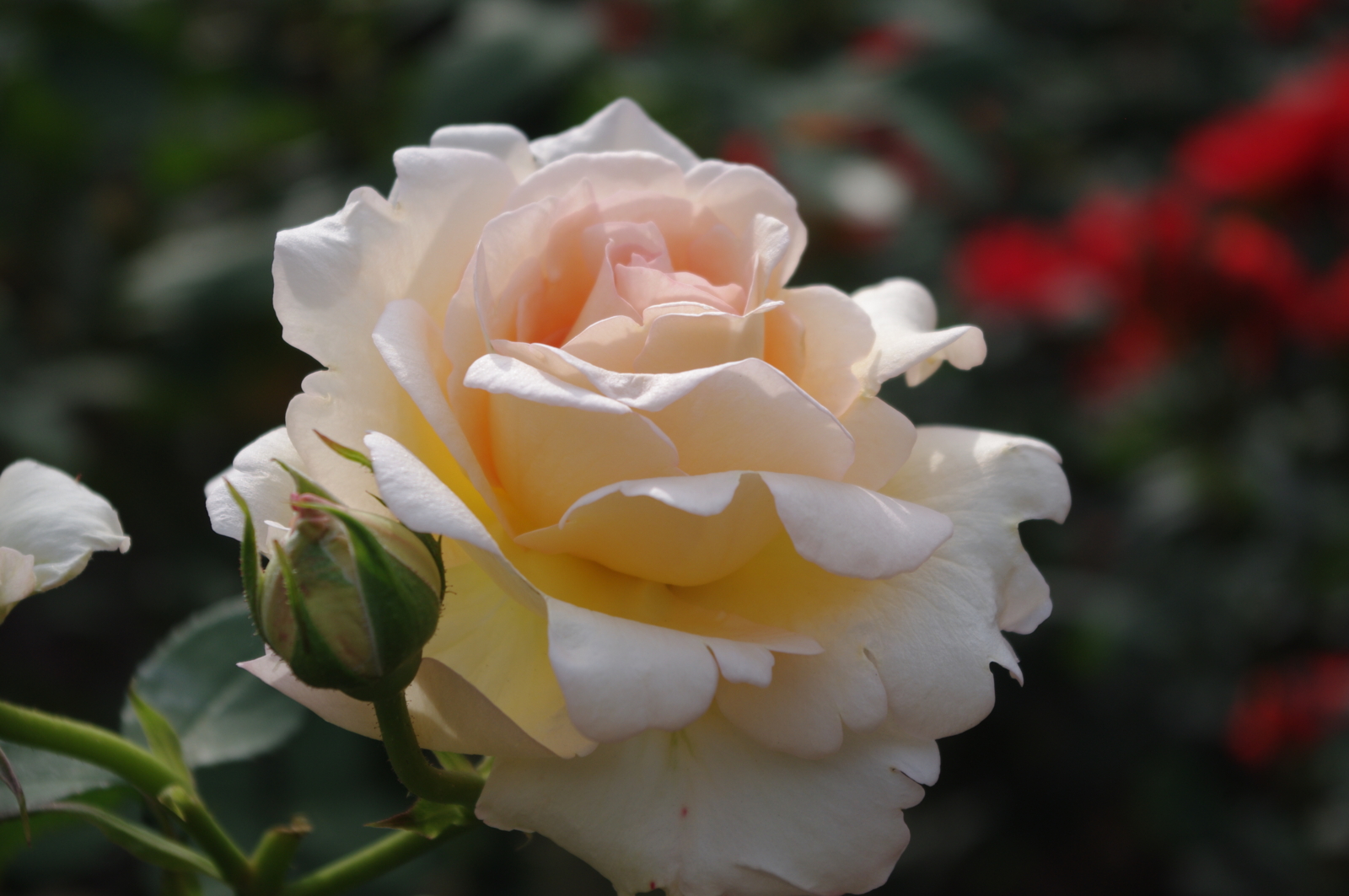 f:id:k10no3:20150523161754j:image:w279