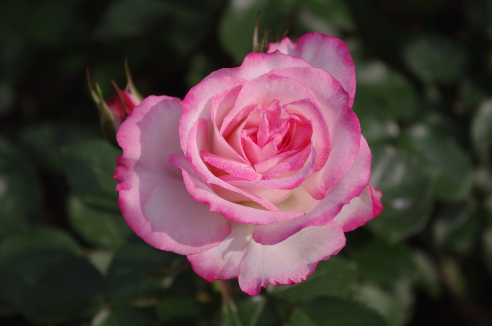 f:id:k10no3:20150523161831j:image:w279
