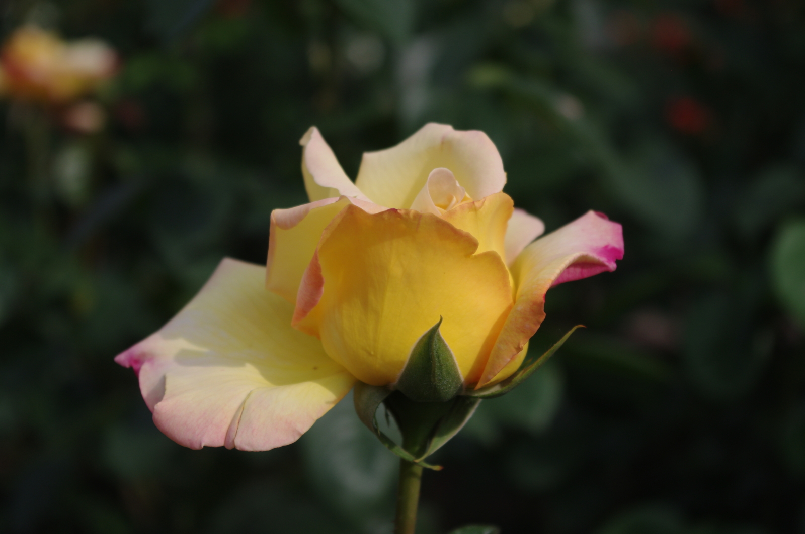 f:id:k10no3:20150523162012j:image:w279