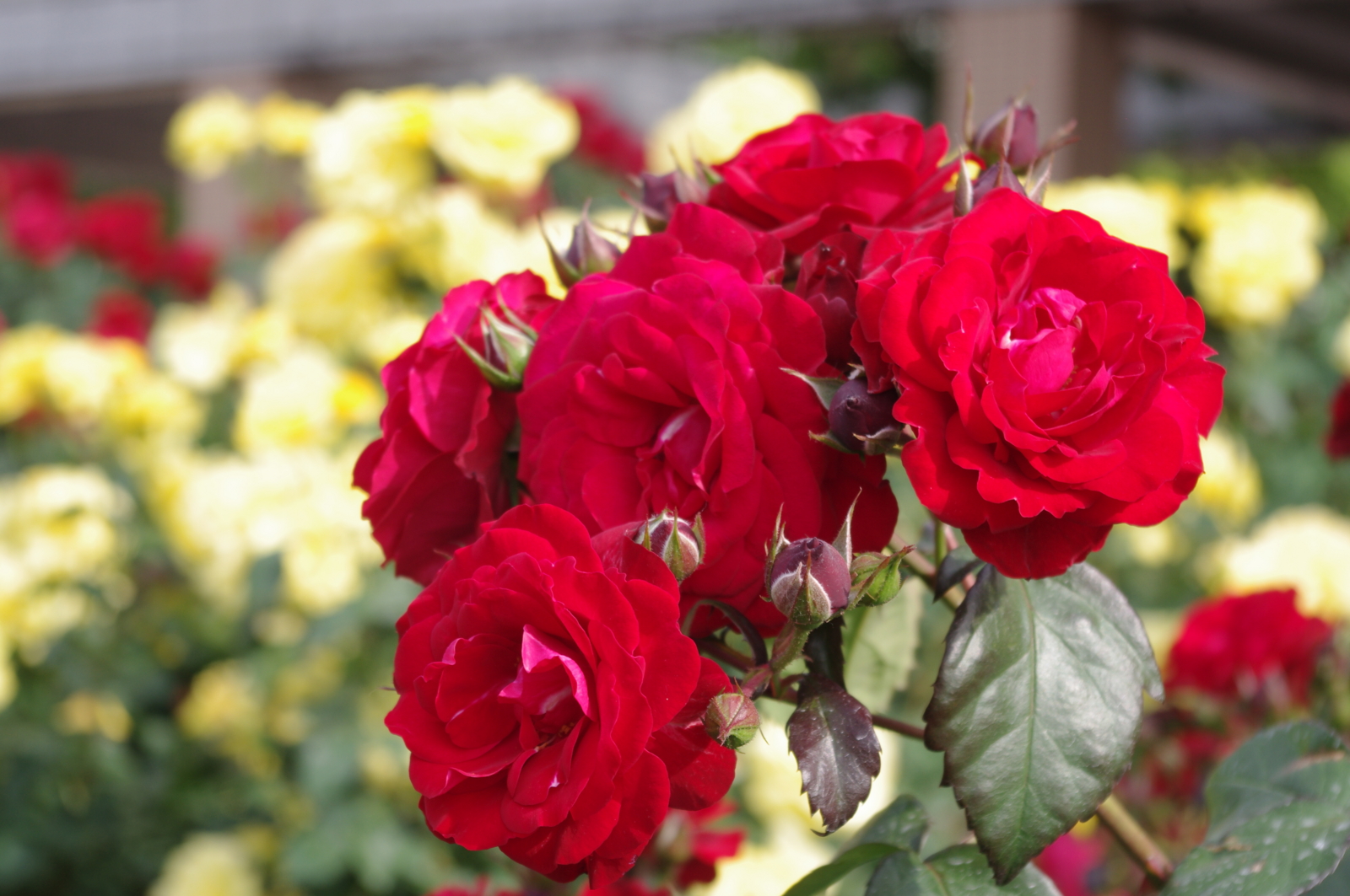 f:id:k10no3:20150523162107j:image:w279