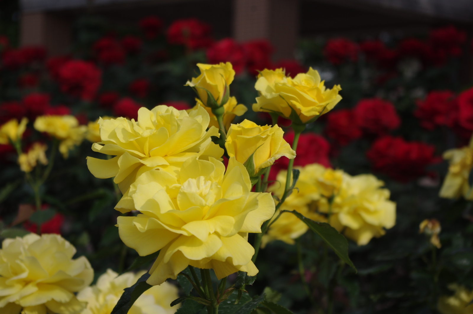 f:id:k10no3:20150523162138j:image:w560