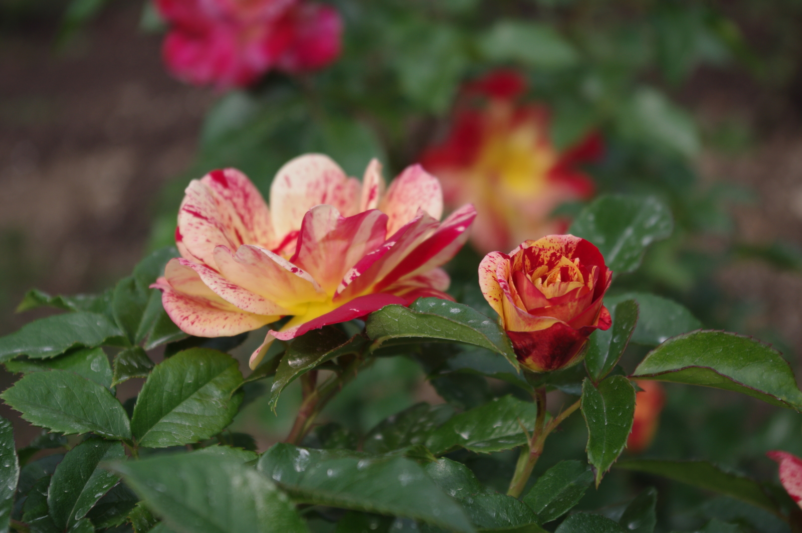 f:id:k10no3:20150523162249j:image:w560