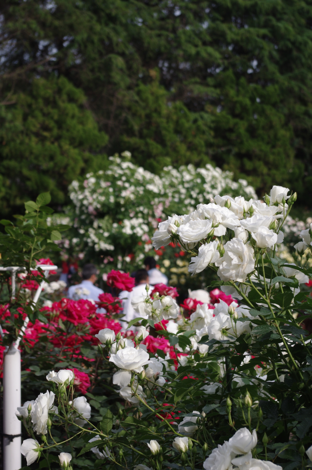 f:id:k10no3:20150523163457j:image:w279