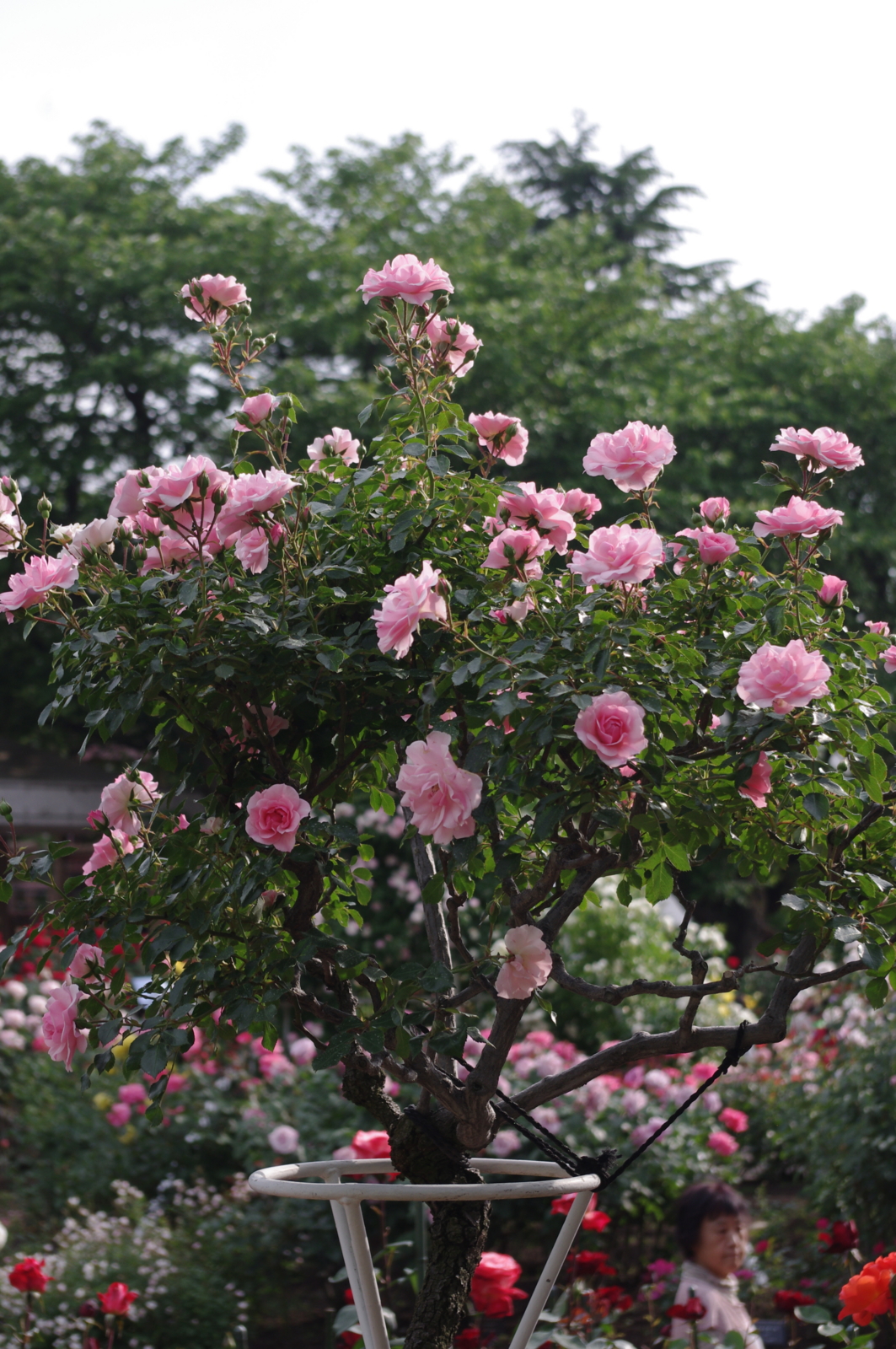 f:id:k10no3:20150523163503j:image:w279