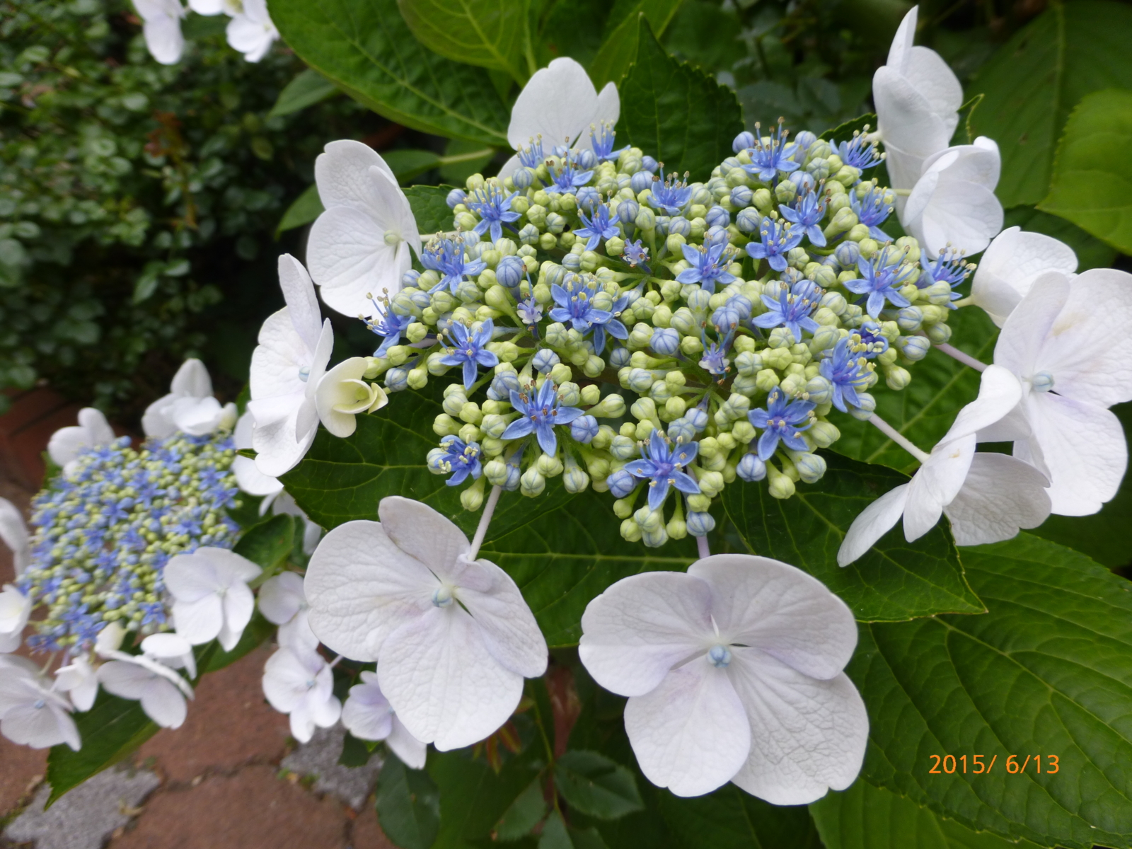 f:id:k10no3:20150613172611j:image:w560