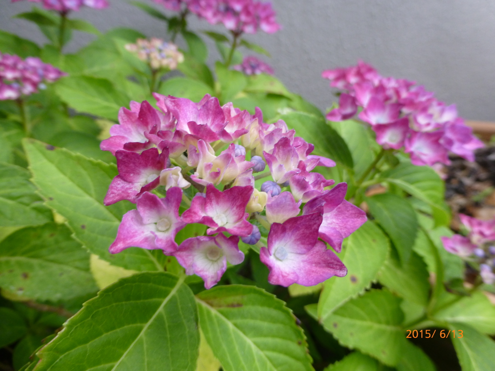 f:id:k10no3:20150613172832j:image:w560