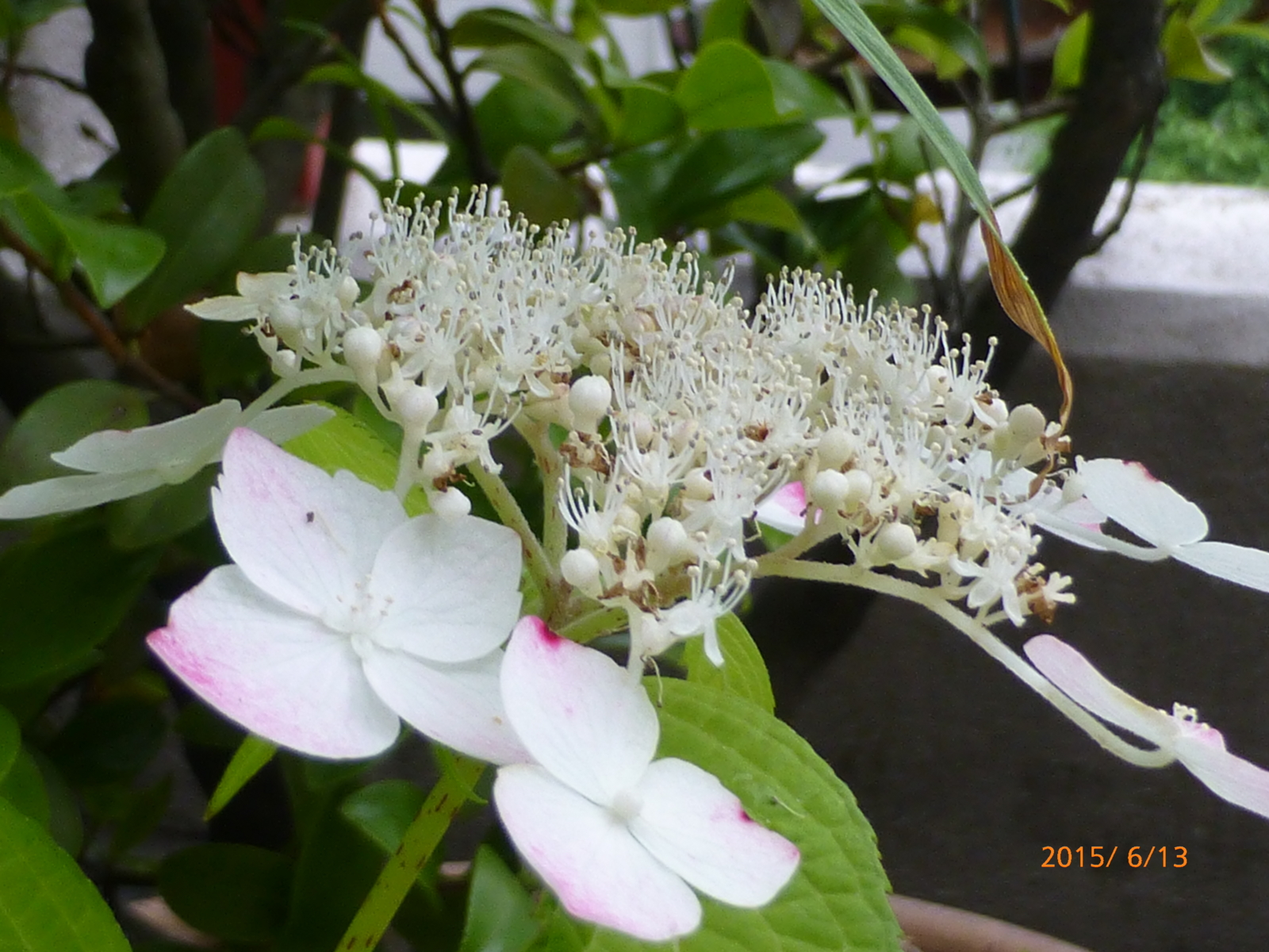 f:id:k10no3:20150613172921j:image:w279