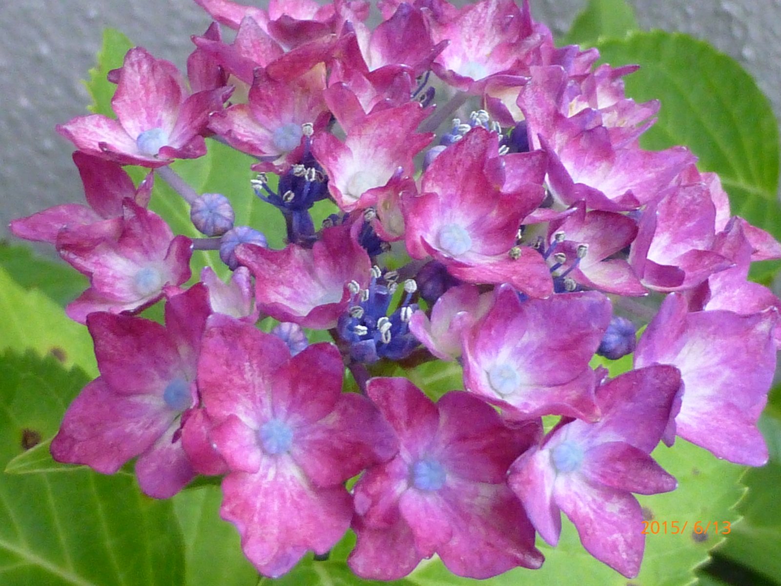 f:id:k10no3:20150613173013j:image:w279