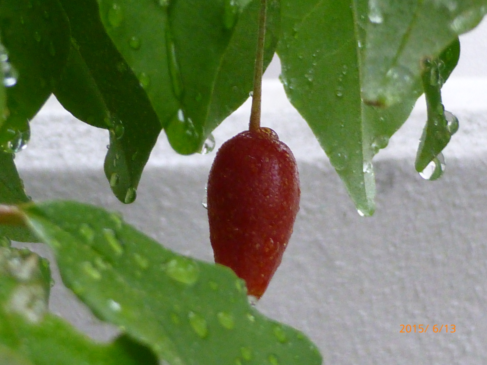 f:id:k10no3:20150613173220j:image:w560