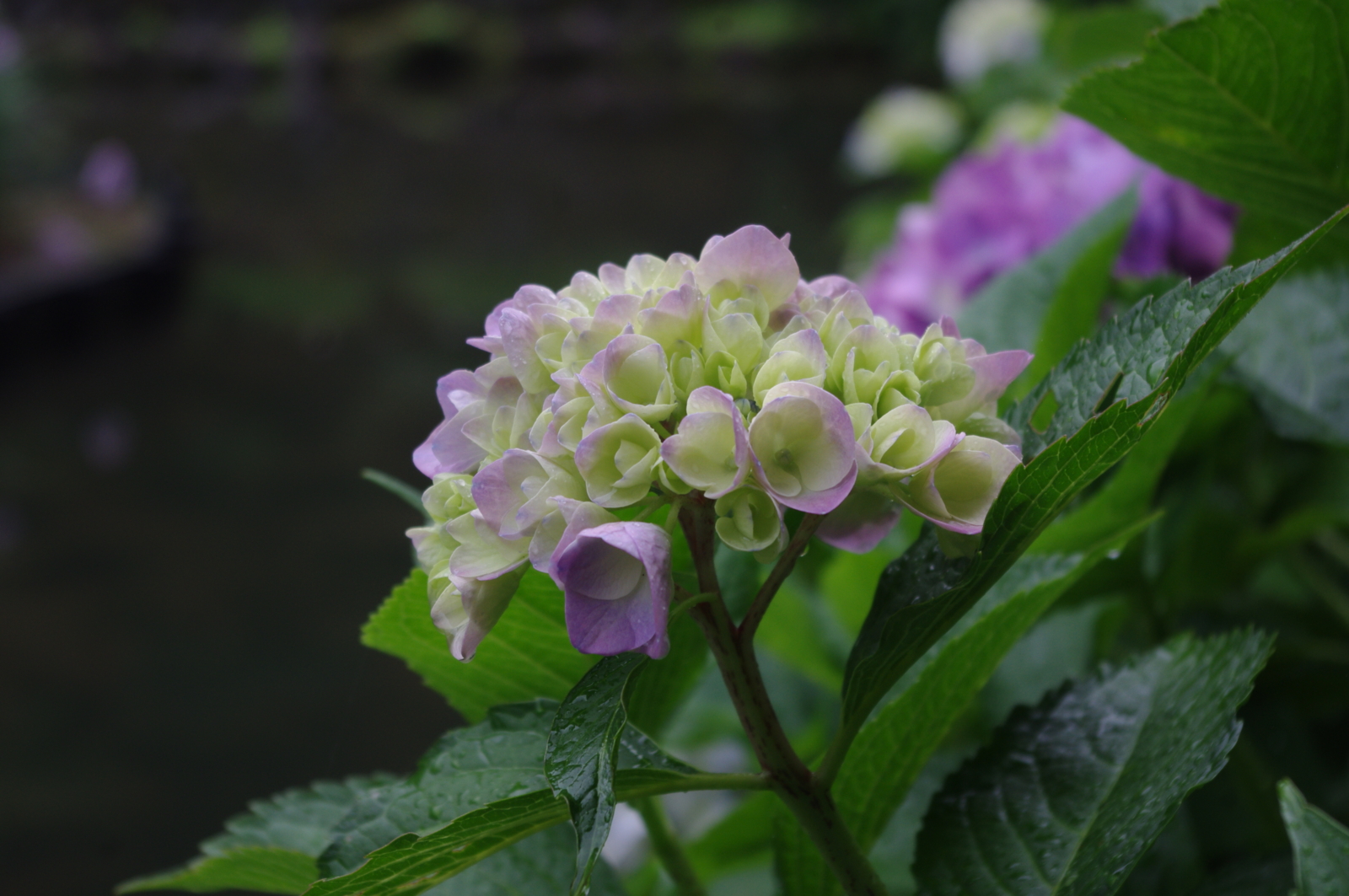f:id:k10no3:20150620074644j:image:w279
