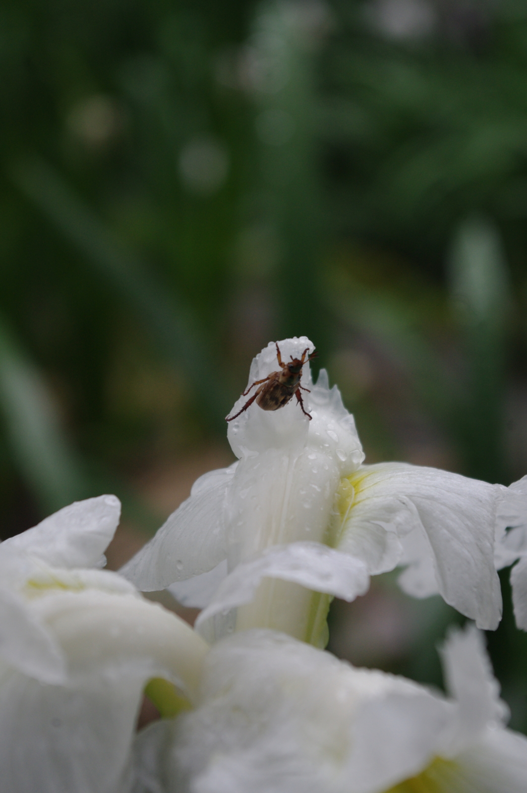 f:id:k10no3:20150620075204j:image:w279 f:id:k10no3:20150620075204j:image:w279