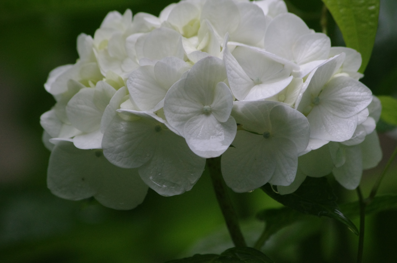 f:id:k10no3:20150620080401j:image:w279
