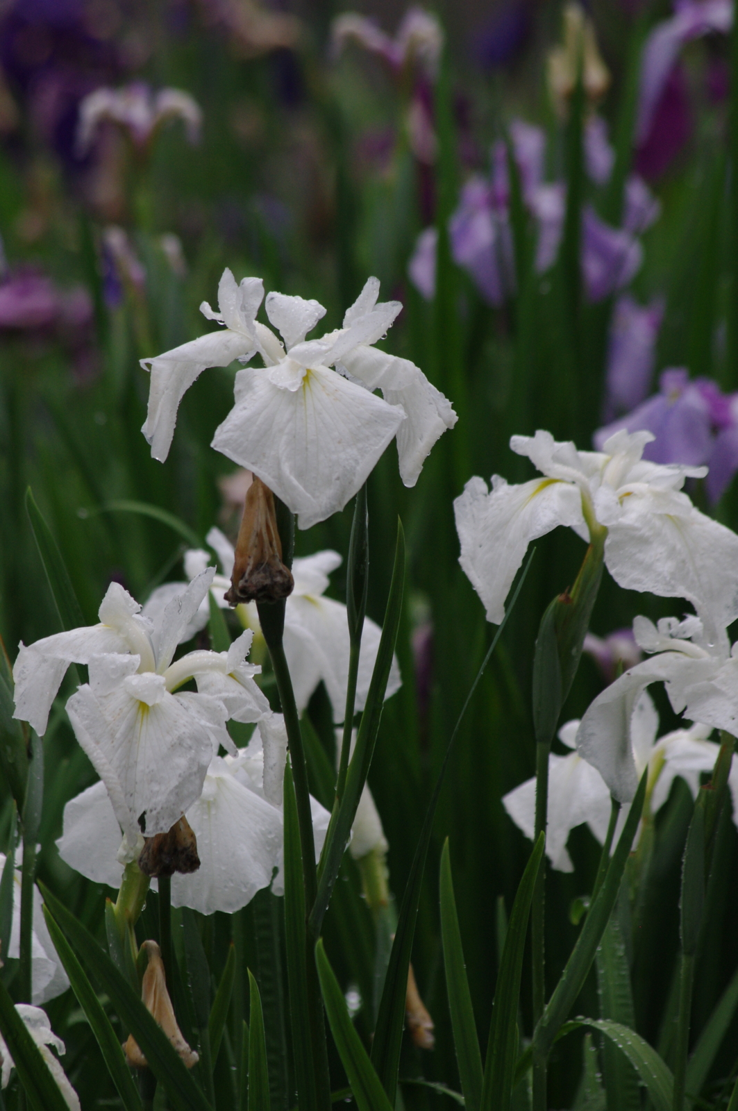 f:id:k10no3:20150620080448j:image:w279 f:id:k10no3:20150620080448j:image:w279