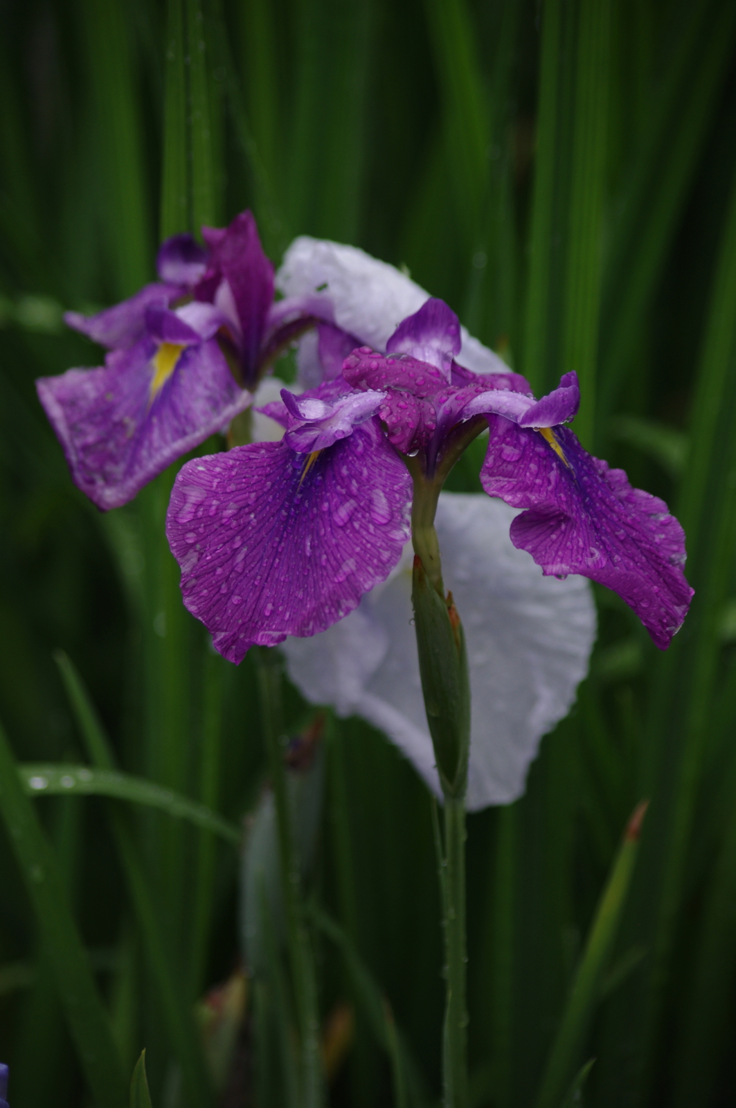 f:id:k10no3:20150620080708j:image:w279 f:id:k10no3:20150620080708j:image:w279