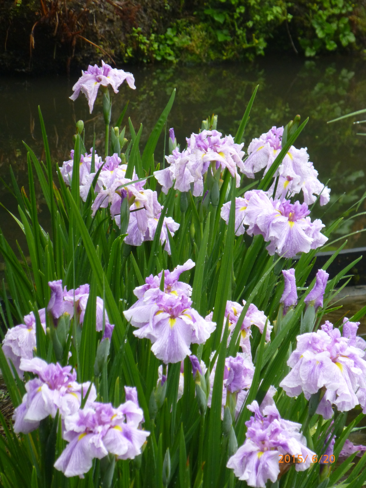 f:id:k10no3:20150620083411j:image:w279