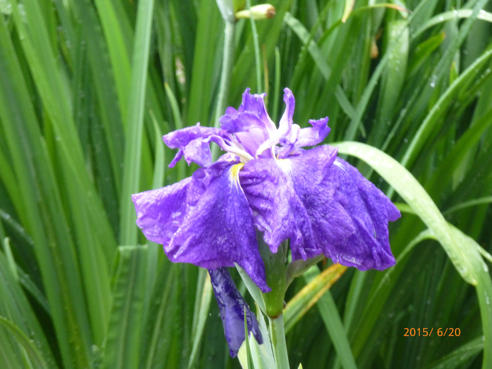 f:id:k10no3:20150620083439j:image:w560 f:id:k10no3:20150620083439j:image:w560