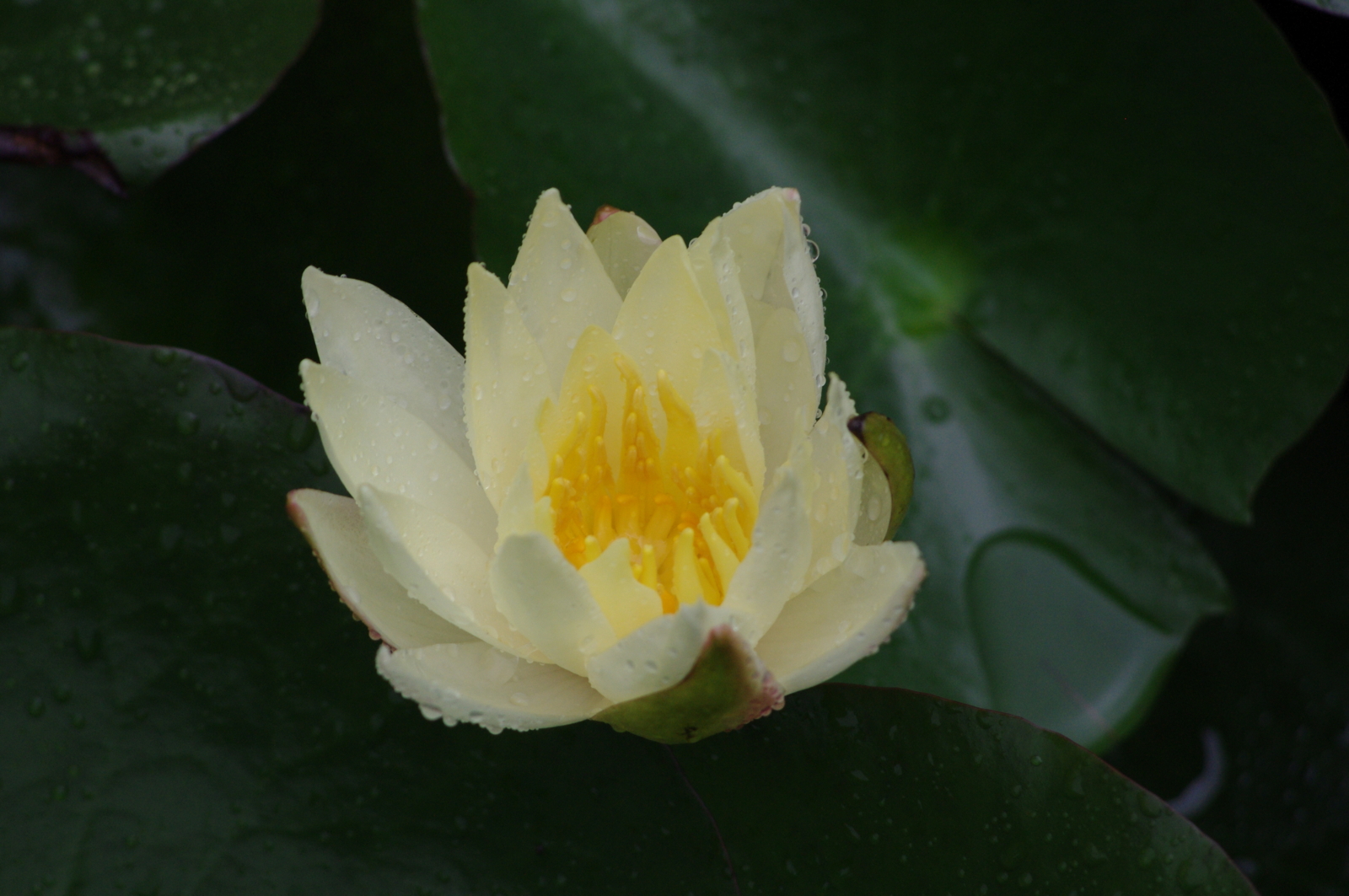 f:id:k10no3:20150620090347j:image:w560