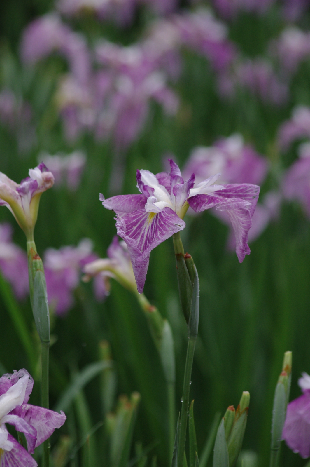 f:id:k10no3:20150620090450j:image:w279 f:id:k10no3:20150620090450j:image:w279