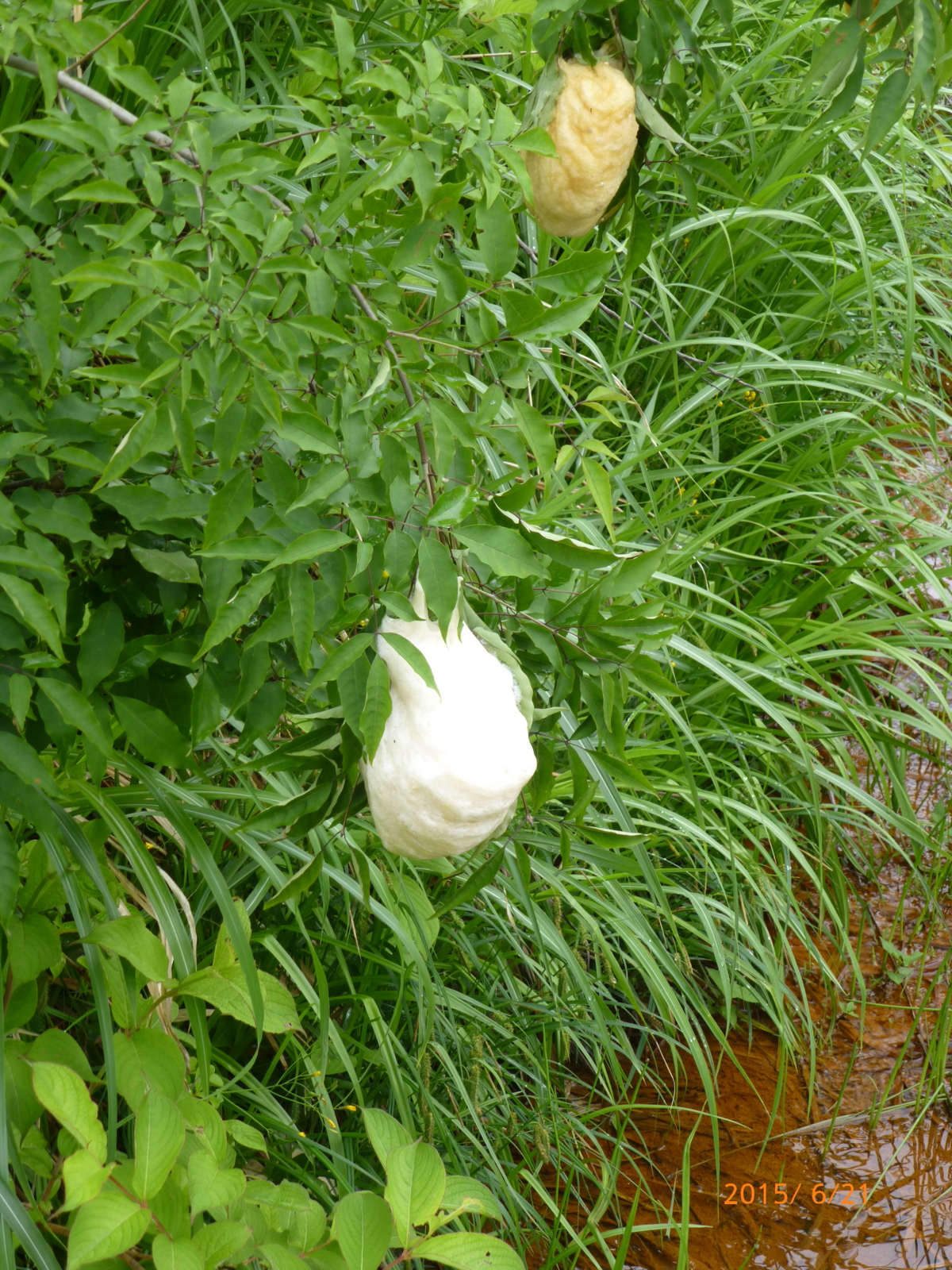 f:id:k10no3:20150621094544j:image:w420 f:id:k10no3:20150621094544j:image:w420