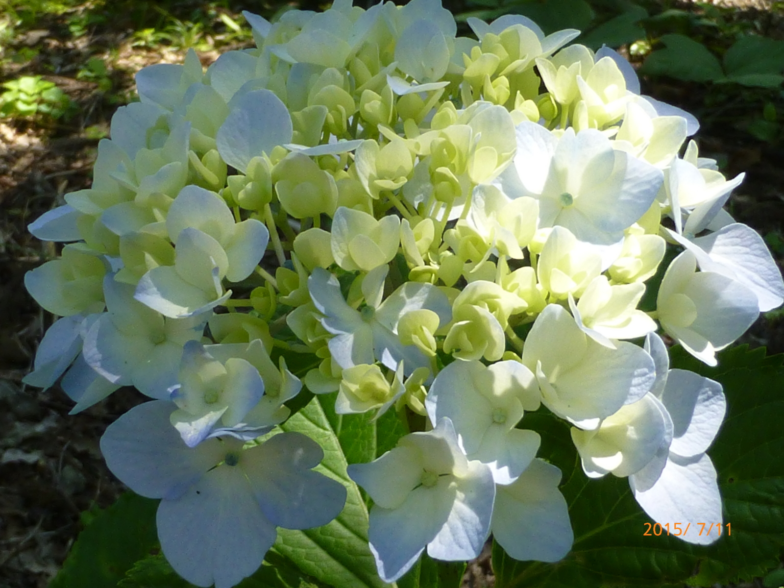 f:id:k10no3:20150711091402j:image:w560 f:id:k10no3:20150711091402j:image:w560