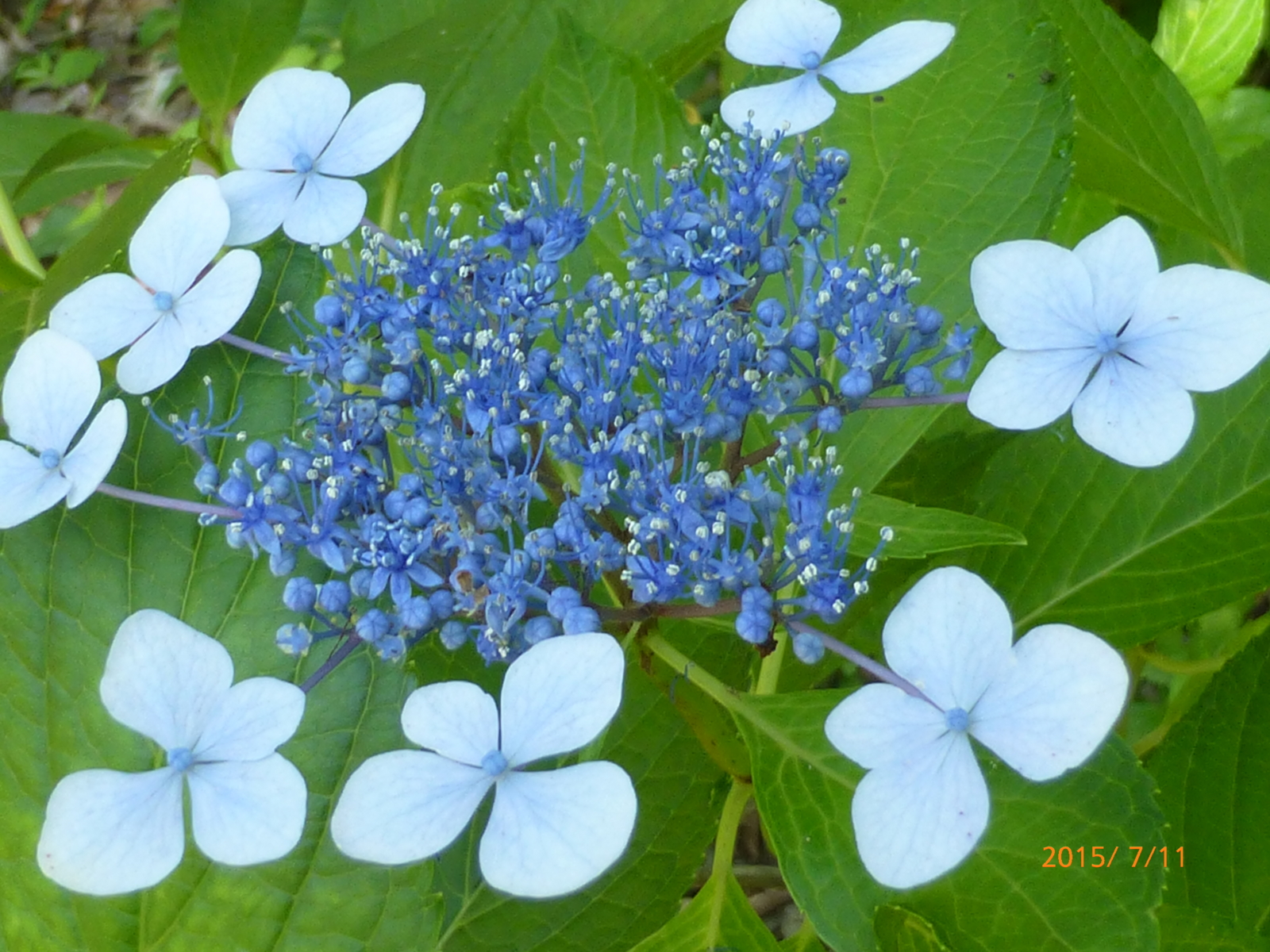 f:id:k10no3:20150711091535j:image:w279 f:id:k10no3:20150711091535j:image:w279