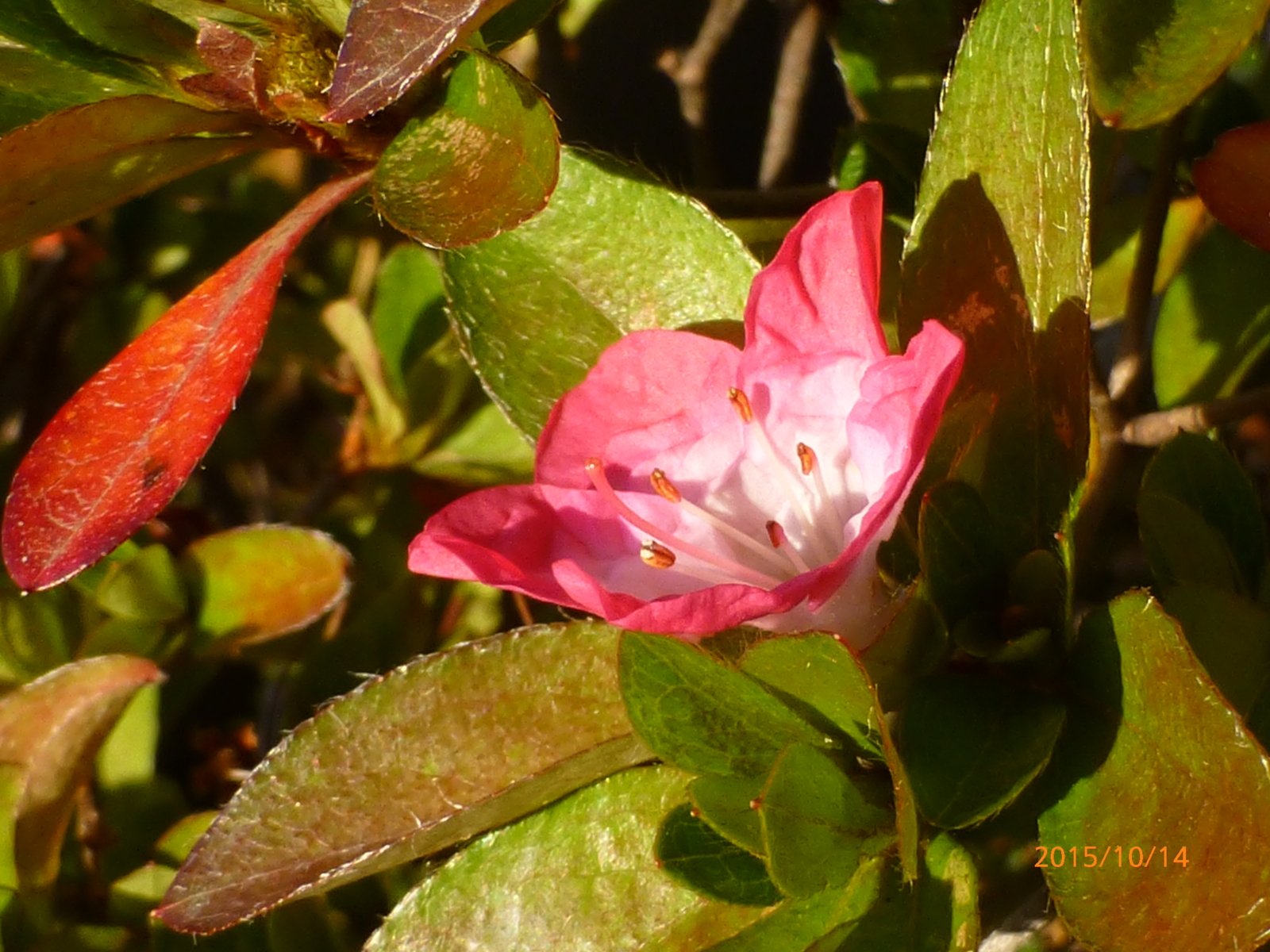 f:id:k10no3:20151014070414j:image:w560