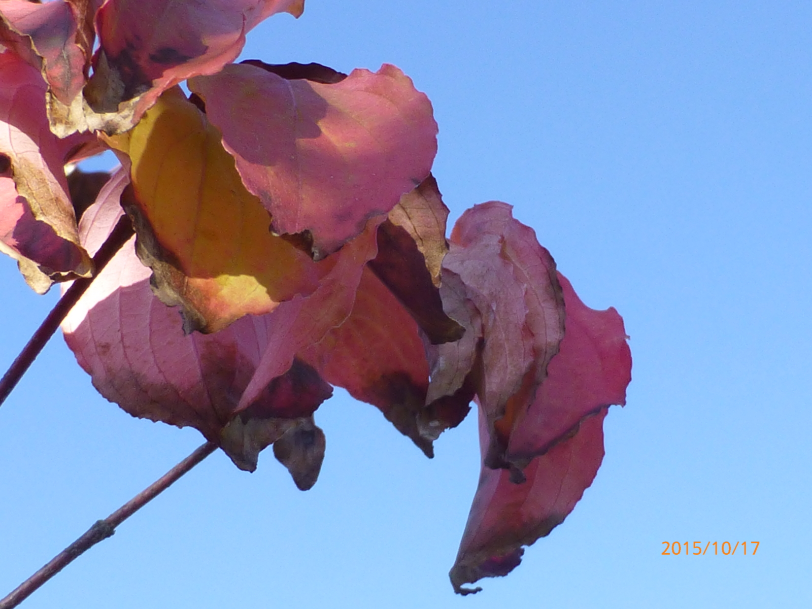 f:id:k10no3:20151017081834j:image:w560