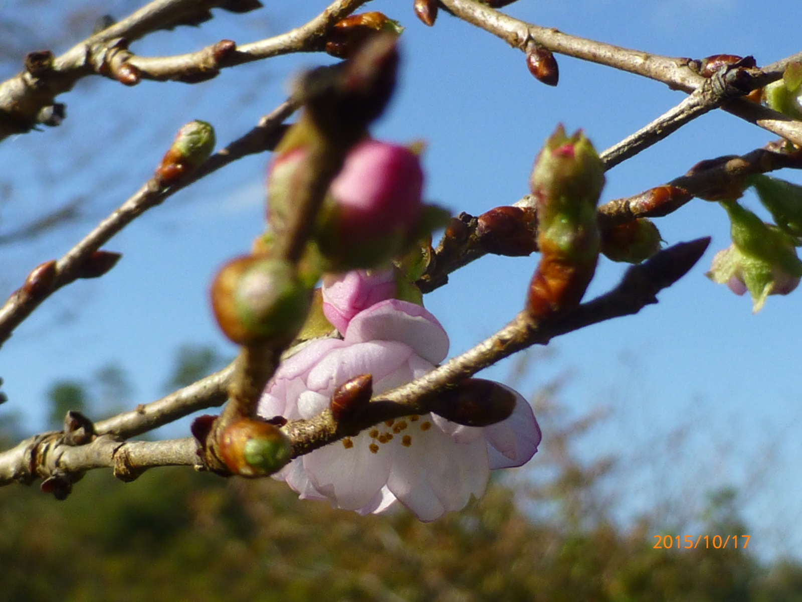 f:id:k10no3:20151017085902j:image:w560
