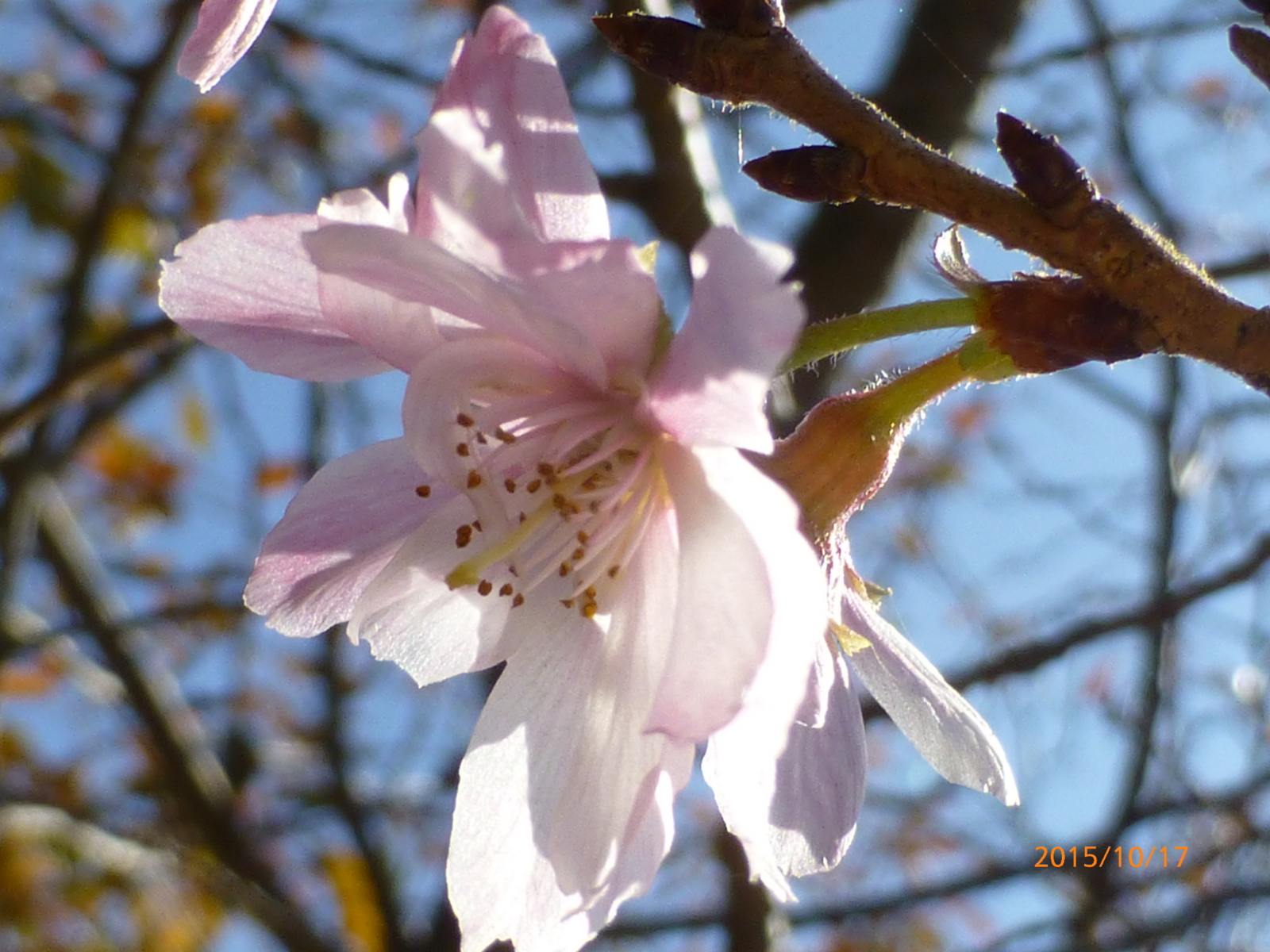 f:id:k10no3:20151017090214j:image:w560