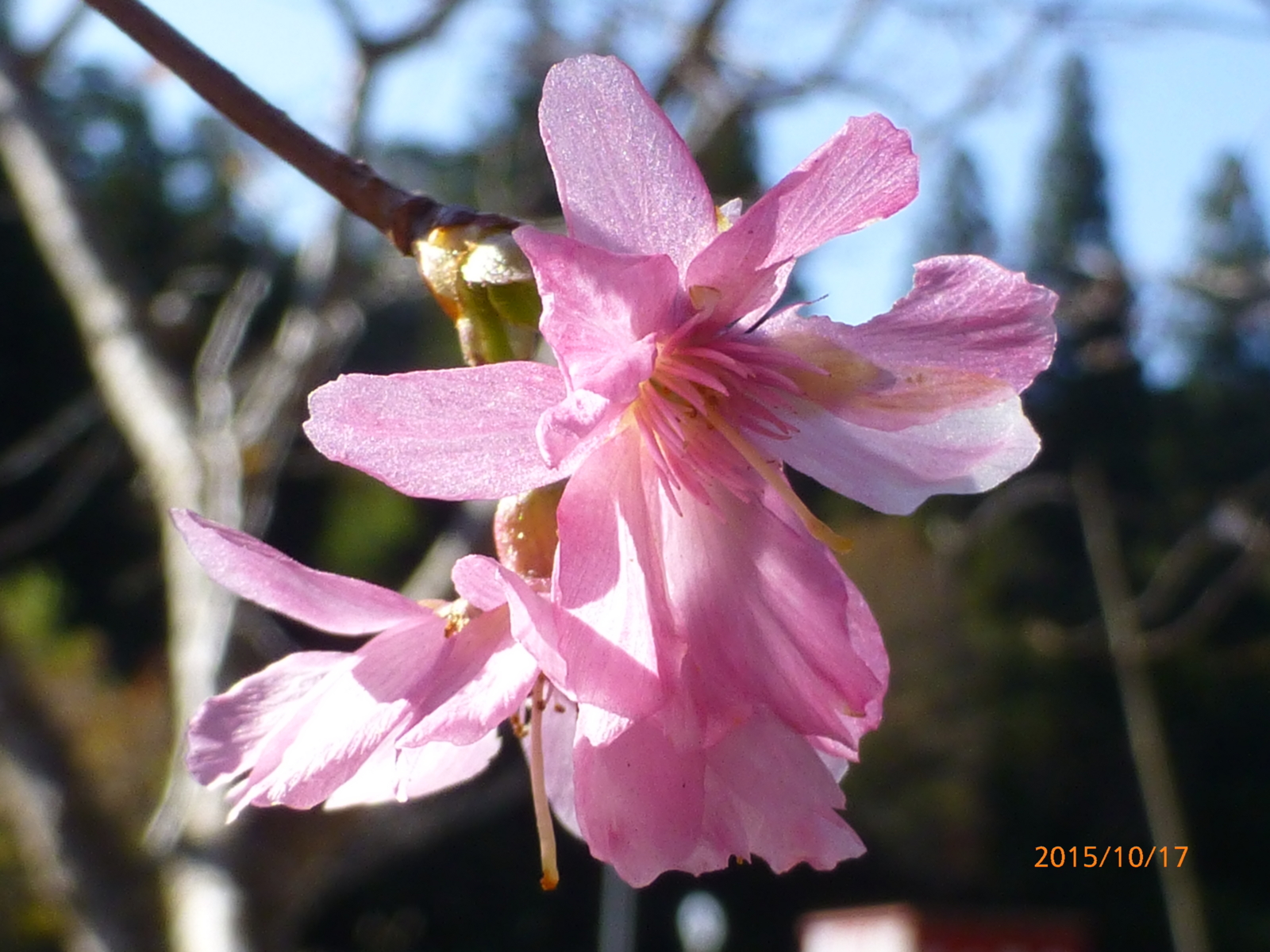 f:id:k10no3:20151017090241j:image:w560