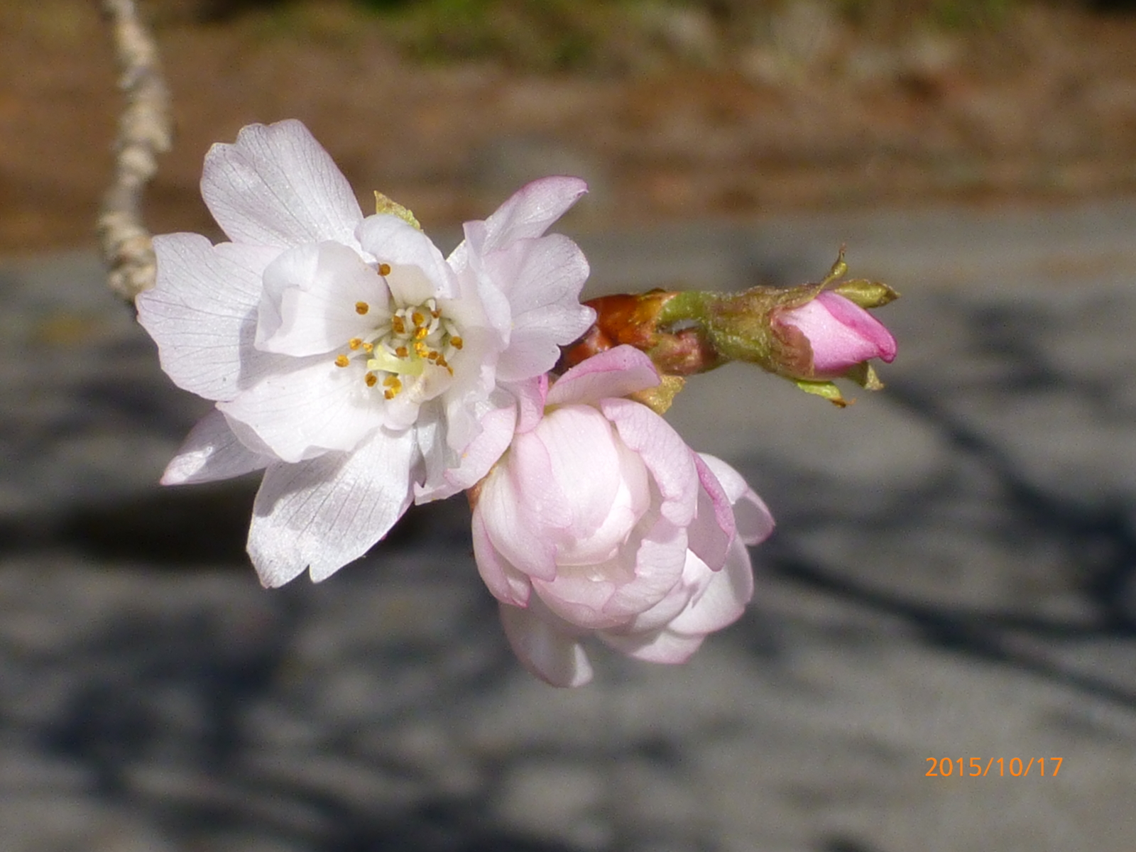 f:id:k10no3:20151017090312j:image:w560 f:id:k10no3:20151017090312j:image:w560