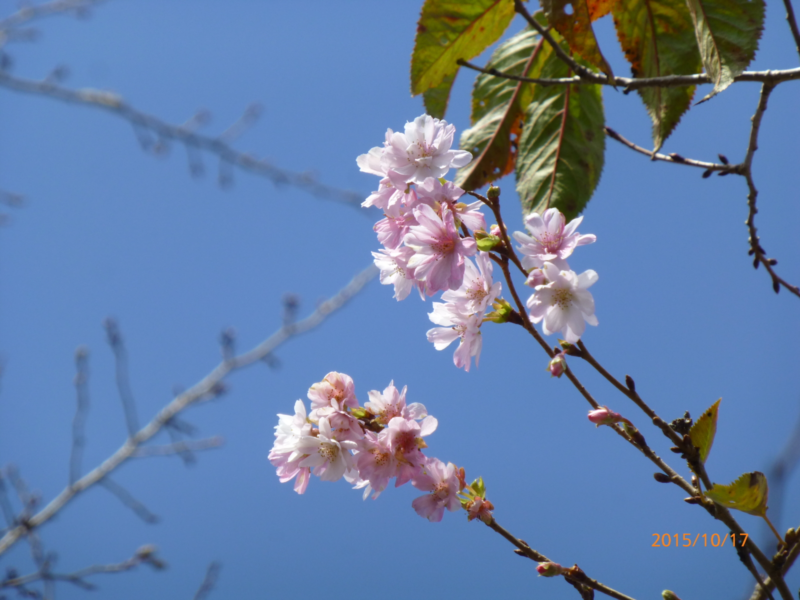 f:id:k10no3:20151017111422j:image:w640 f:id:k10no3:20151017111422j:image:w640