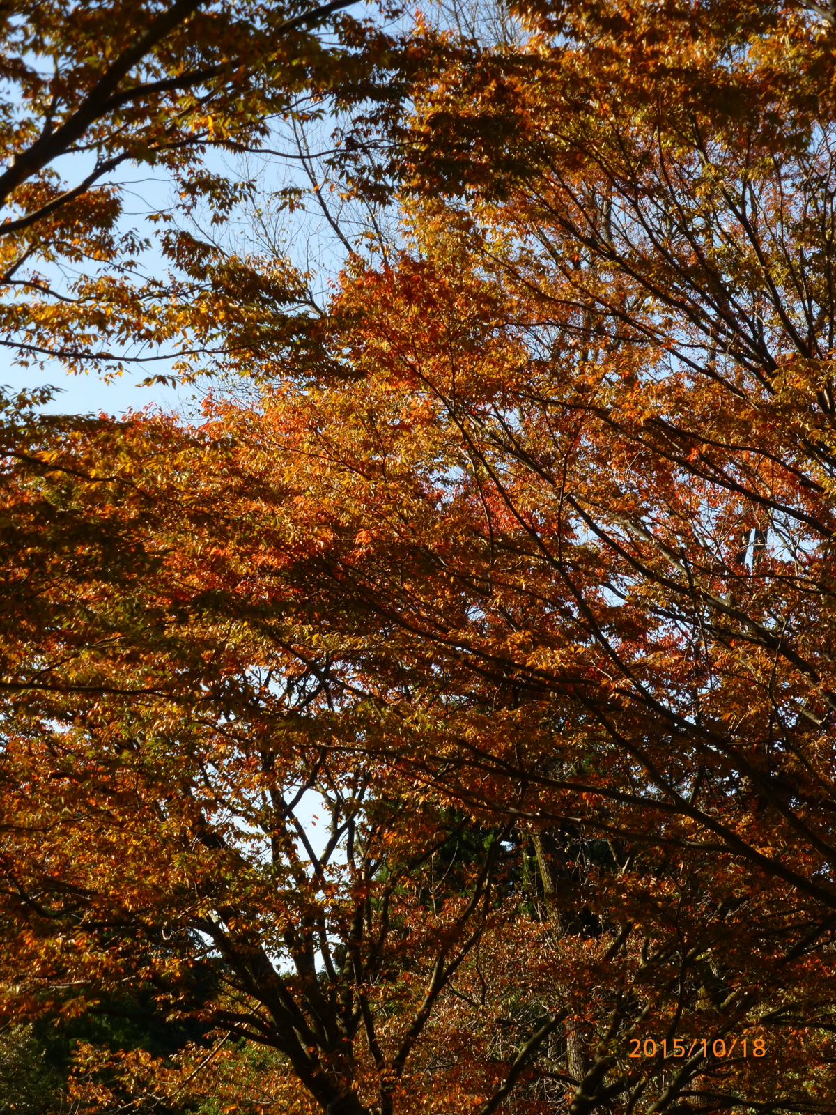 f:id:k10no3:20151018085732j:image:w279