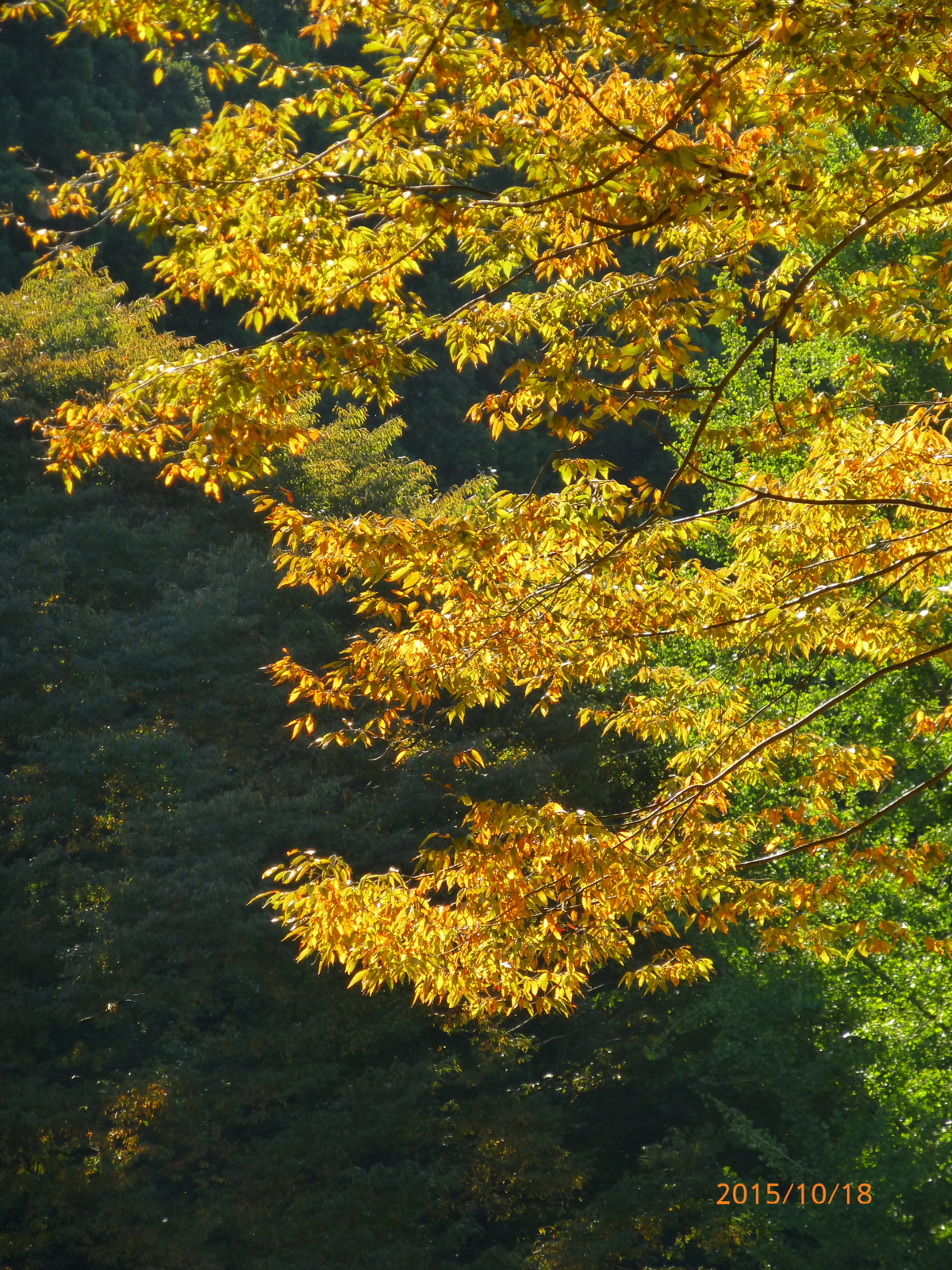 f:id:k10no3:20151018090002j:image:w279
