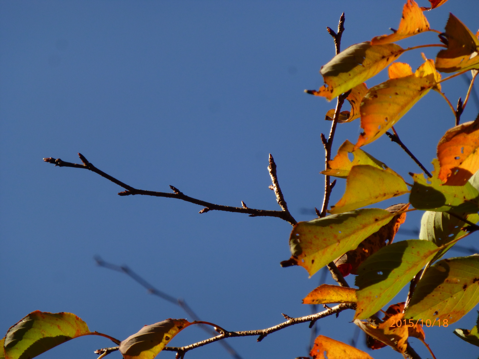f:id:k10no3:20151018090245j:image:w560