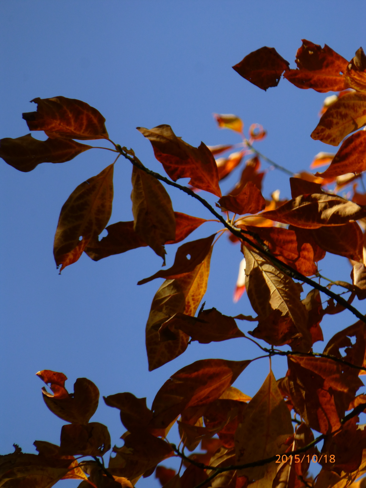 f:id:k10no3:20151018090450j:image:w279