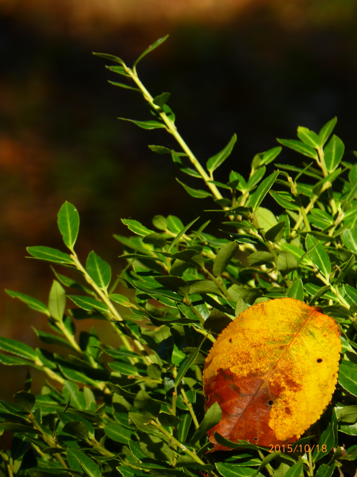 f:id:k10no3:20151018090545j:image:w279