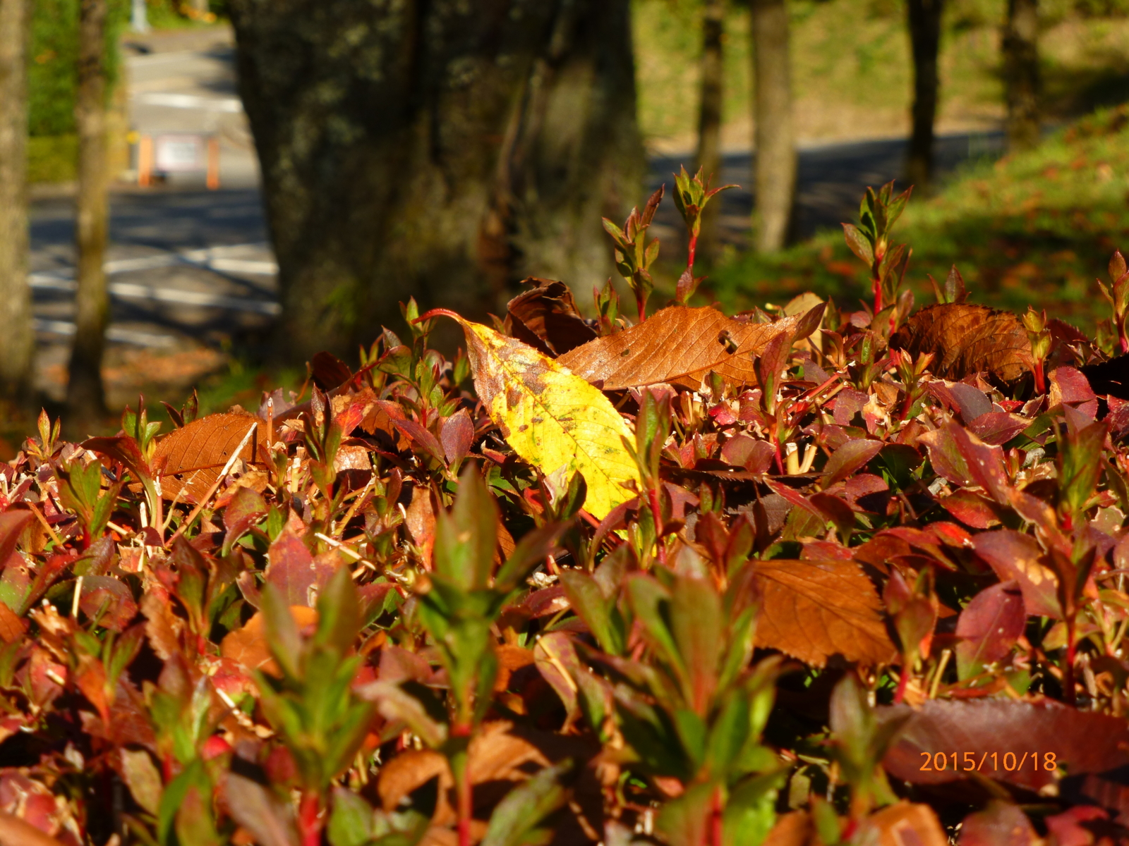 f:id:k10no3:20151018090950j:image:w560