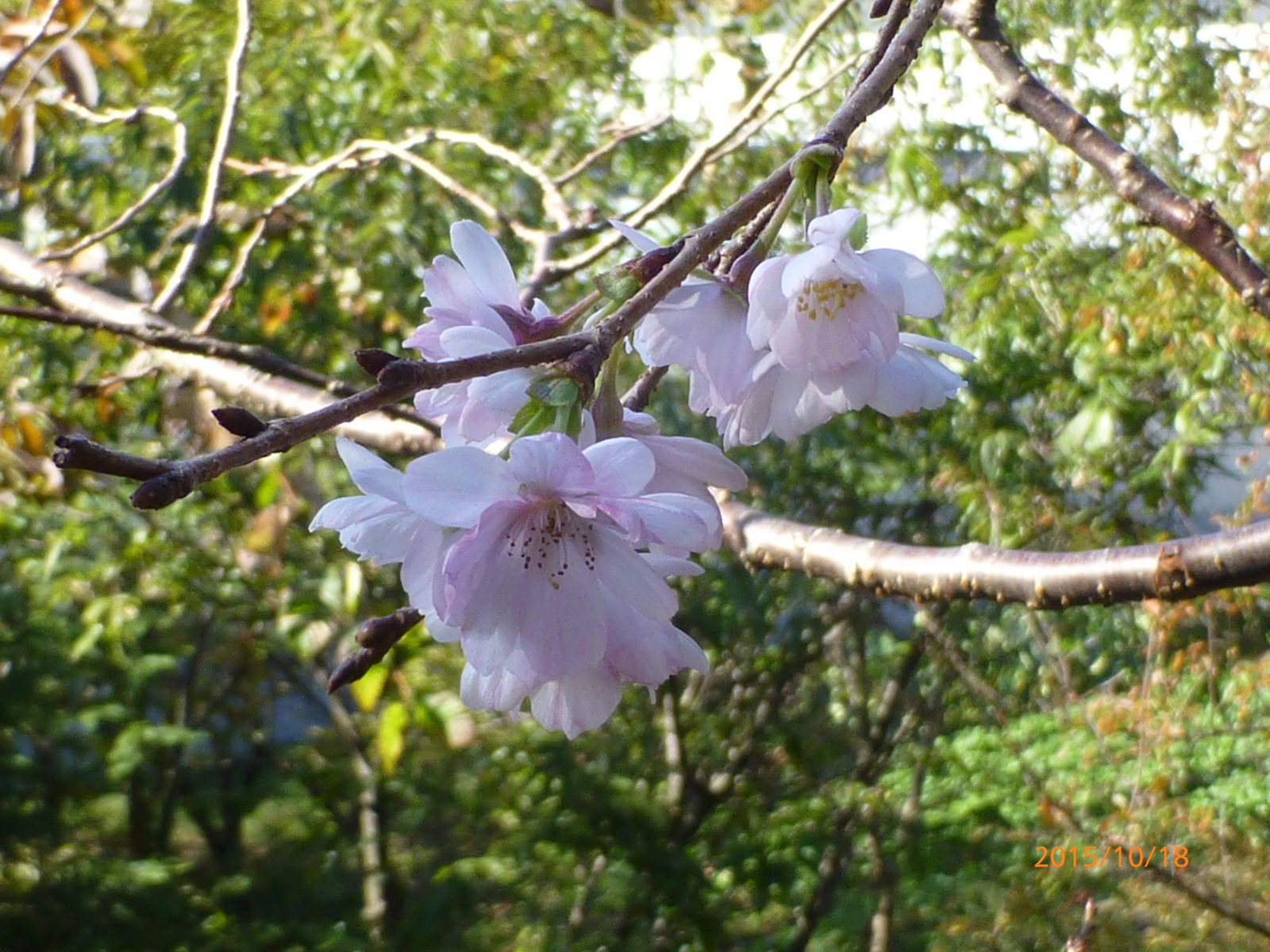 f:id:k10no3:20151018092159j:image:w560