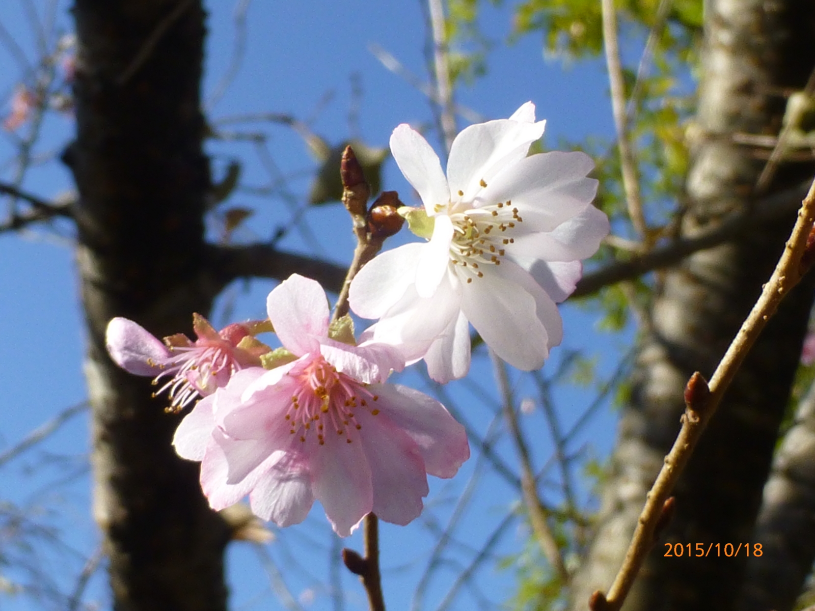 f:id:k10no3:20151018092304j:image:w279
