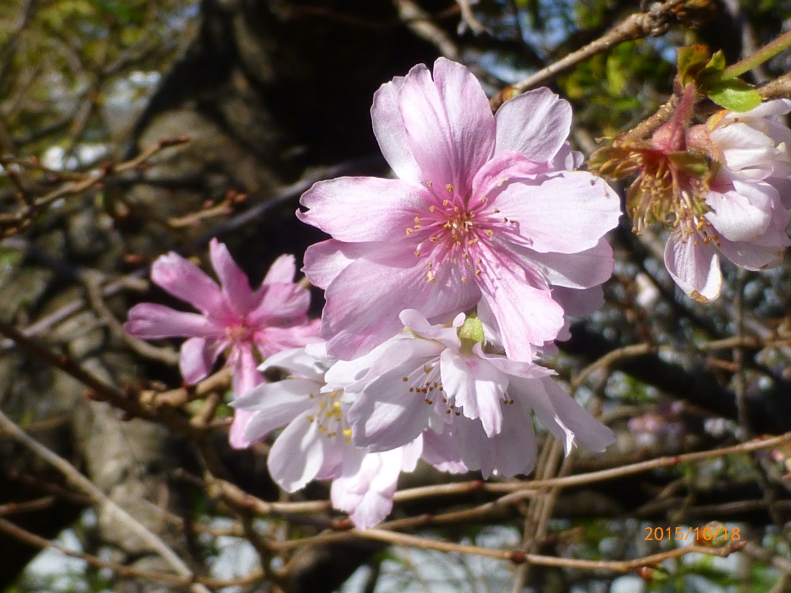 f:id:k10no3:20151018092320j:image:w279