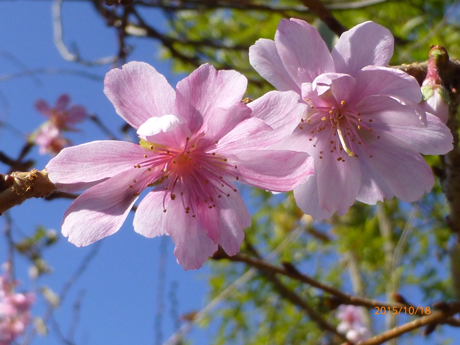 f:id:k10no3:20151018092330j:image:w560